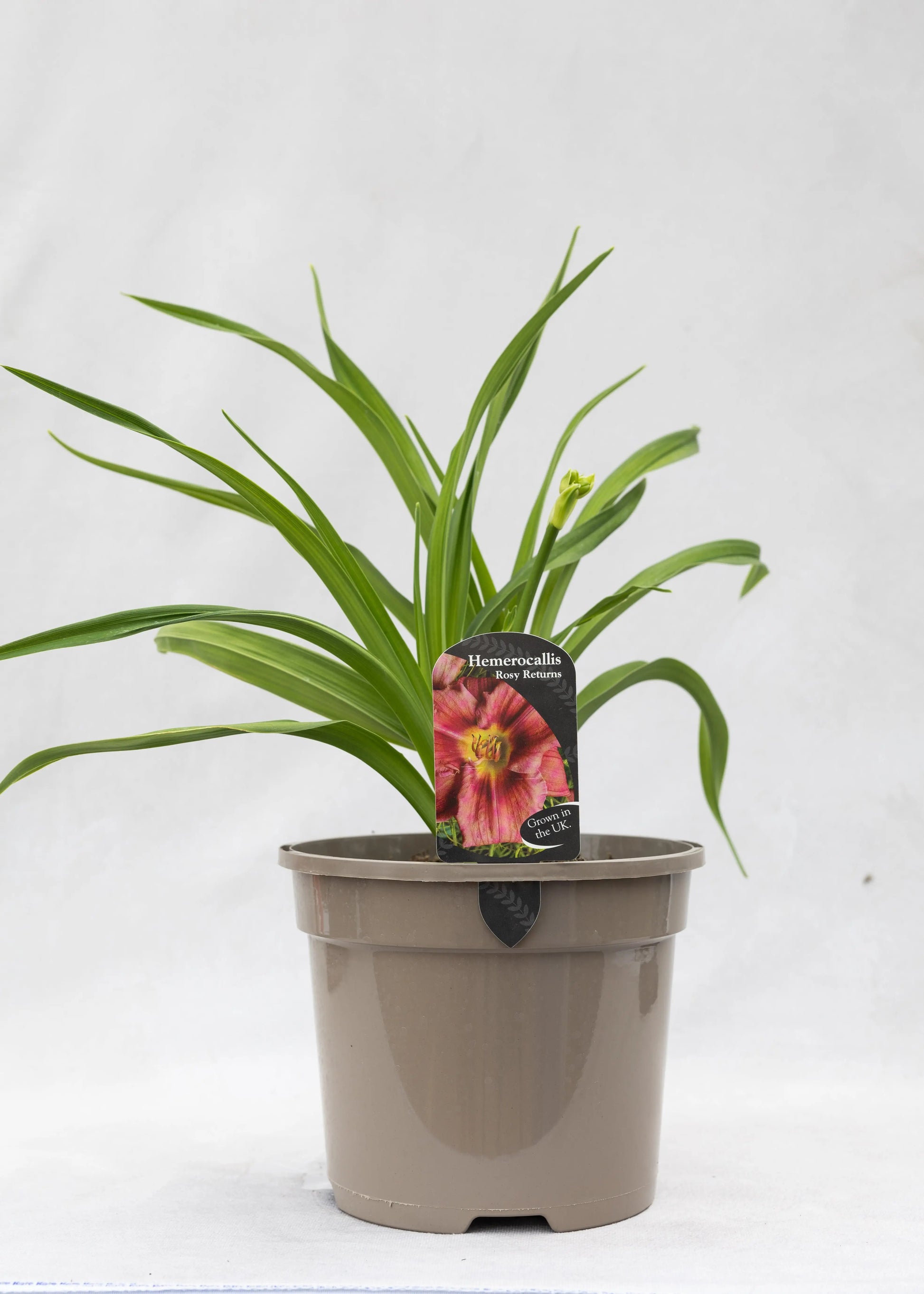 Hemerocallis 'Rosy Returns'