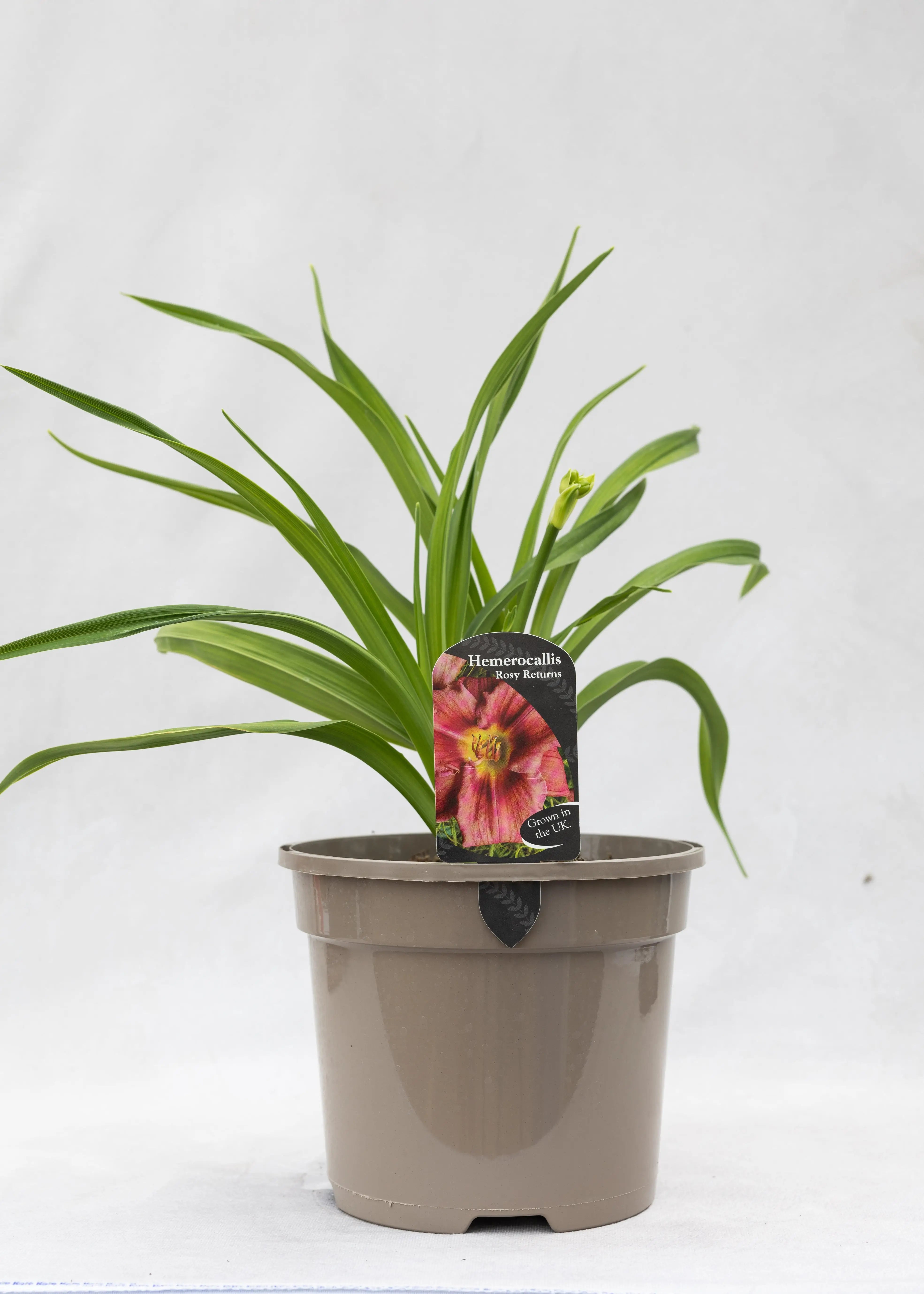 Hemerocallis 'Rosy Returns'