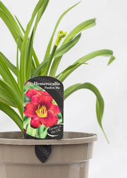 Hemerocallis 'Pardon Me'