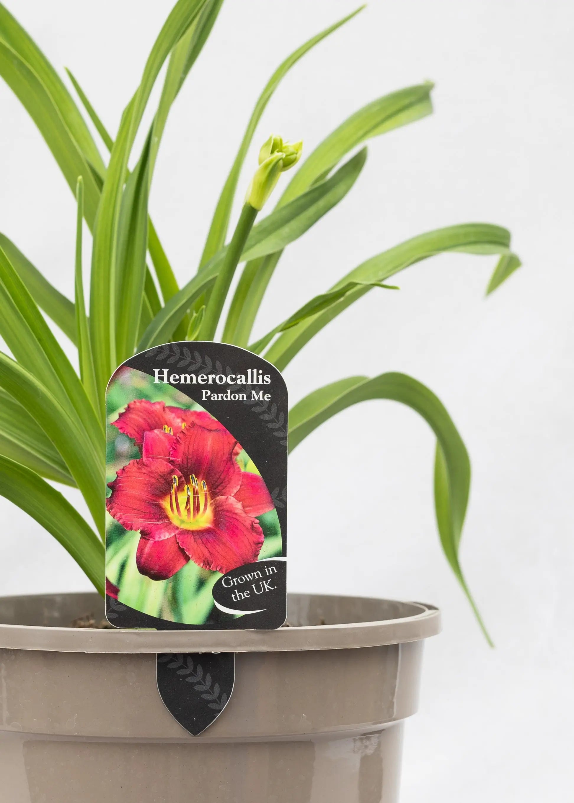 Hemerocallis 'Pardon Me'