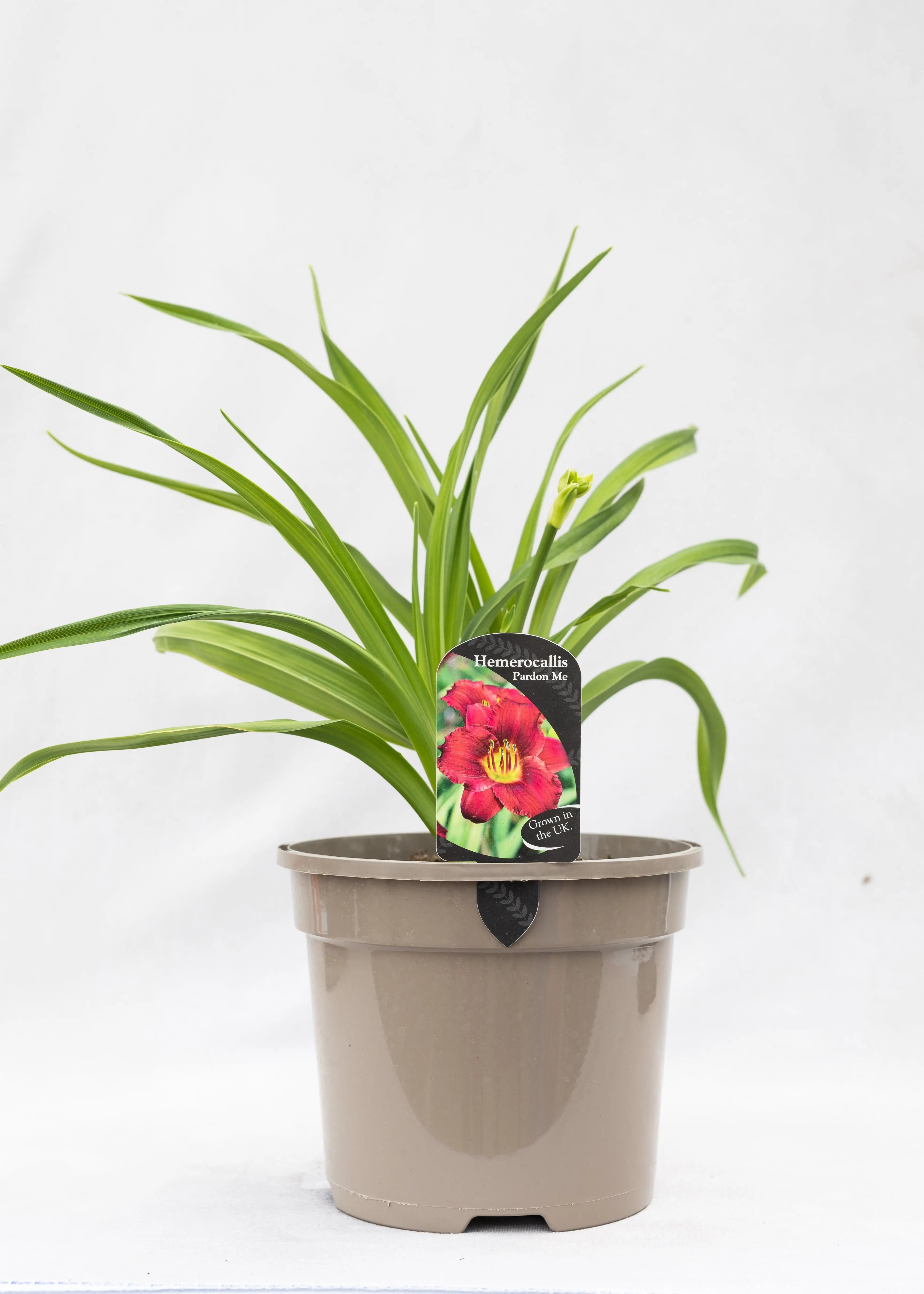 Hemerocallis 'Pardon Me'