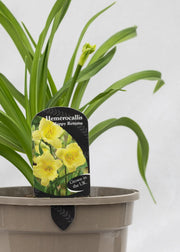 Hemerocallis 'Happy Returns'