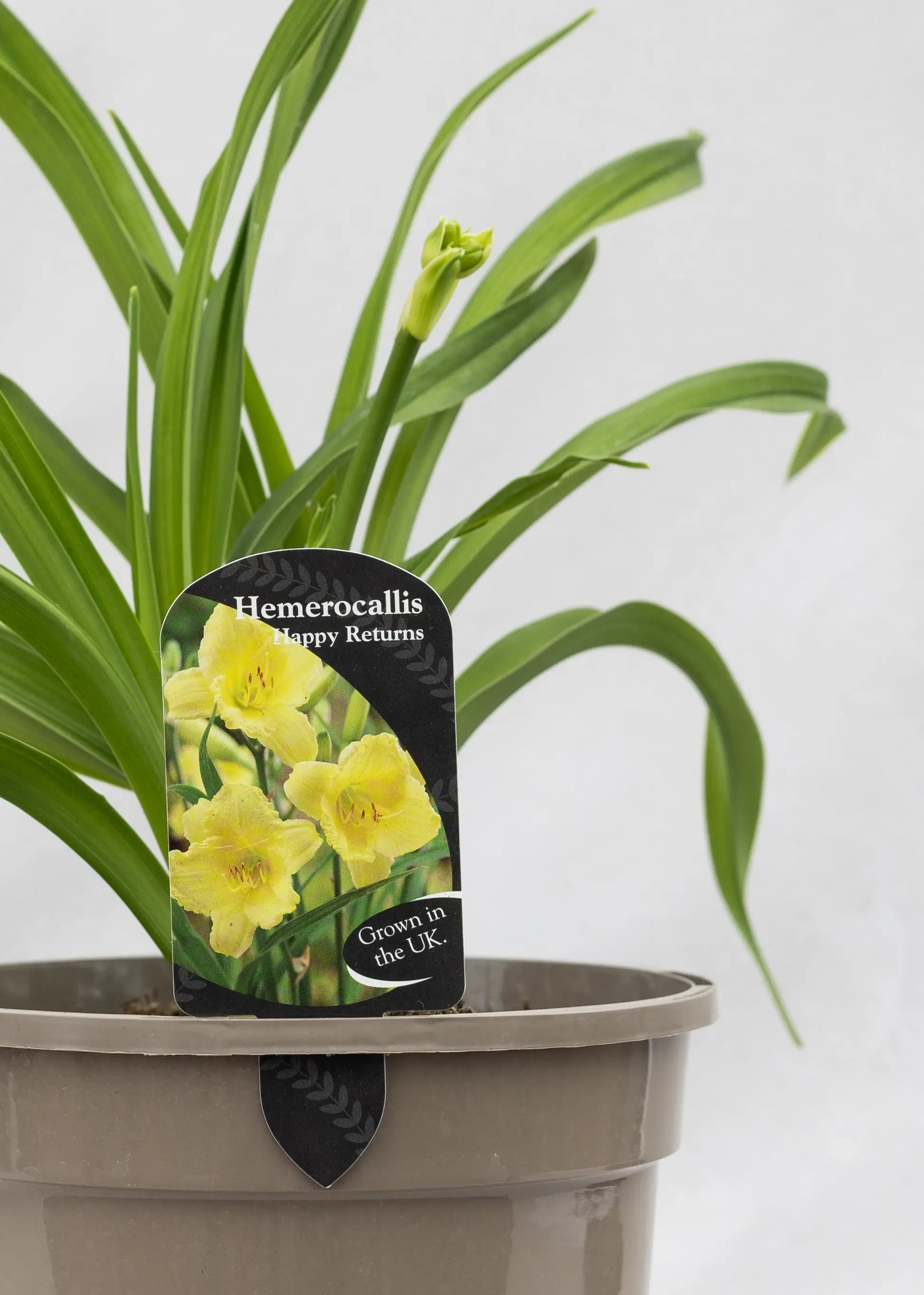 Hemerocallis 'Happy Returns'