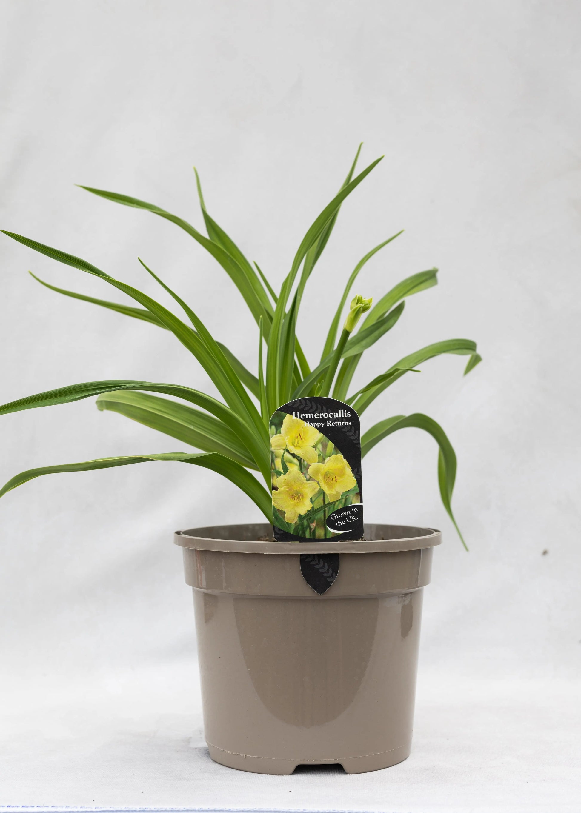 Hemerocallis 'Happy Returns'