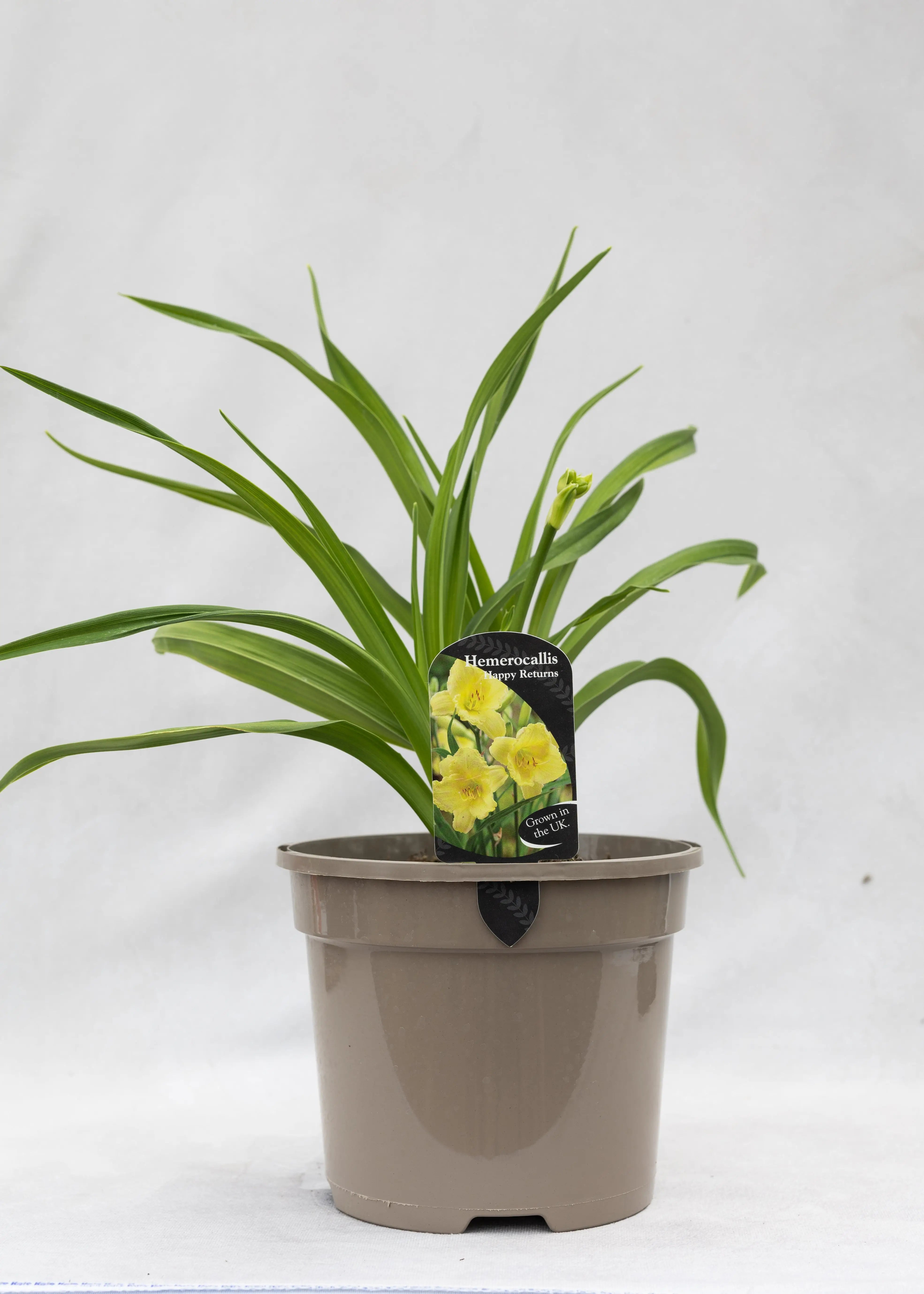Hemerocallis 'Happy Returns'