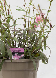 Gaura lindheimeri 'Geyser Pink'