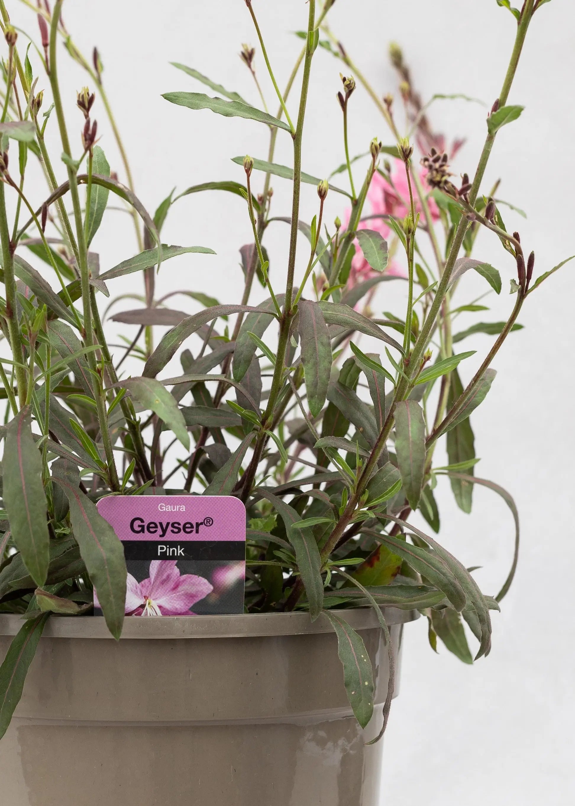 Gaura lindheimeri 'Geyser Pink'