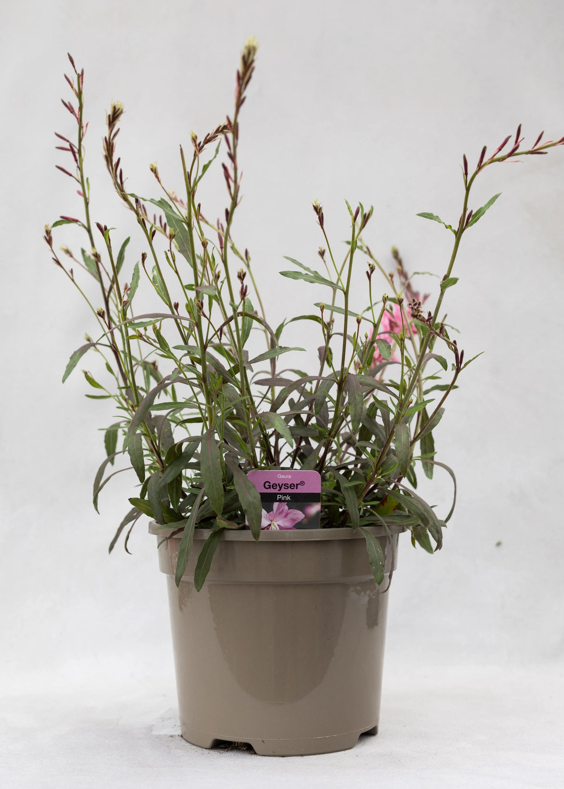 Gaura lindheimeri 'Geyser Pink'