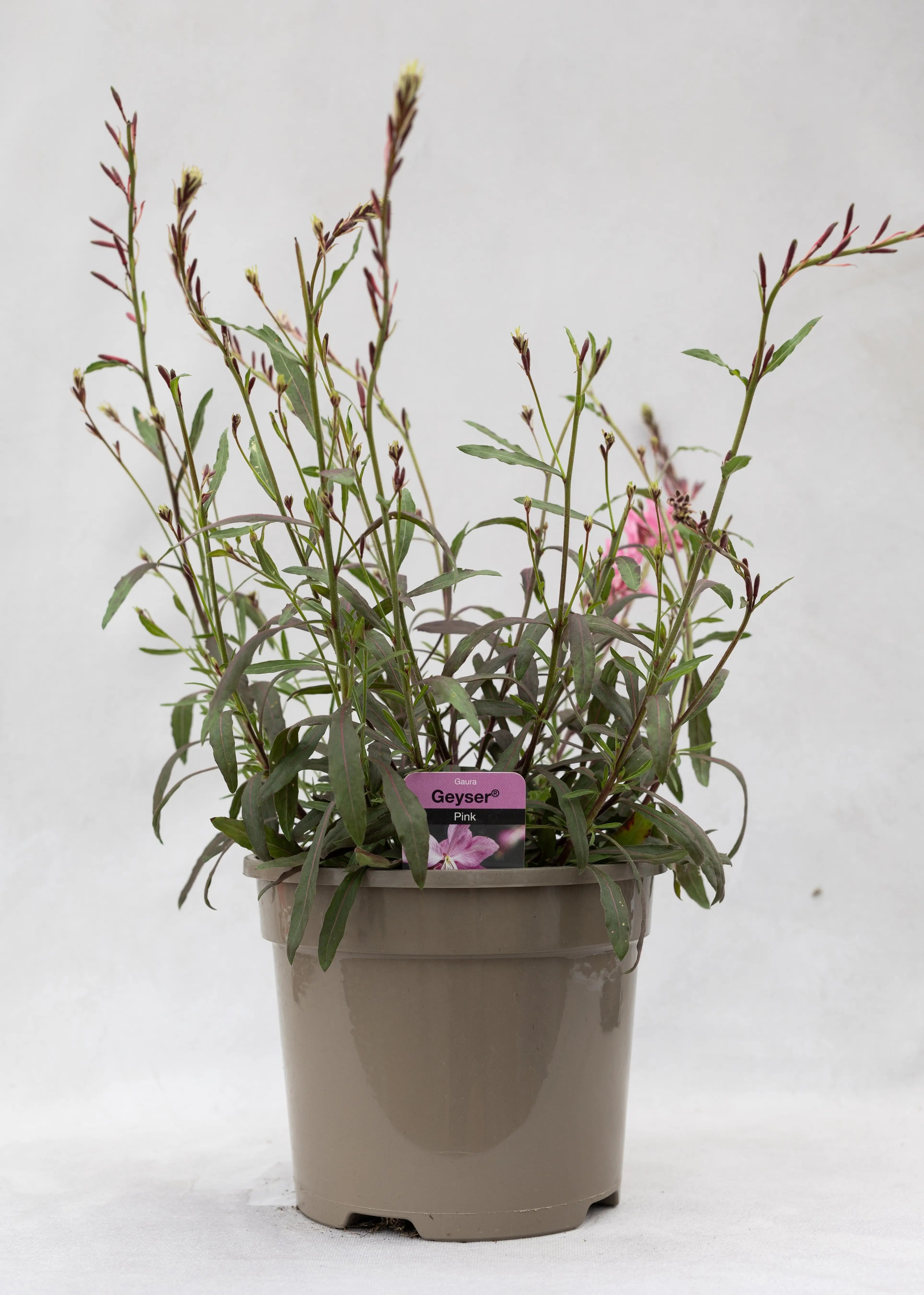 Gaura lindheimeri 'Geyser Pink'