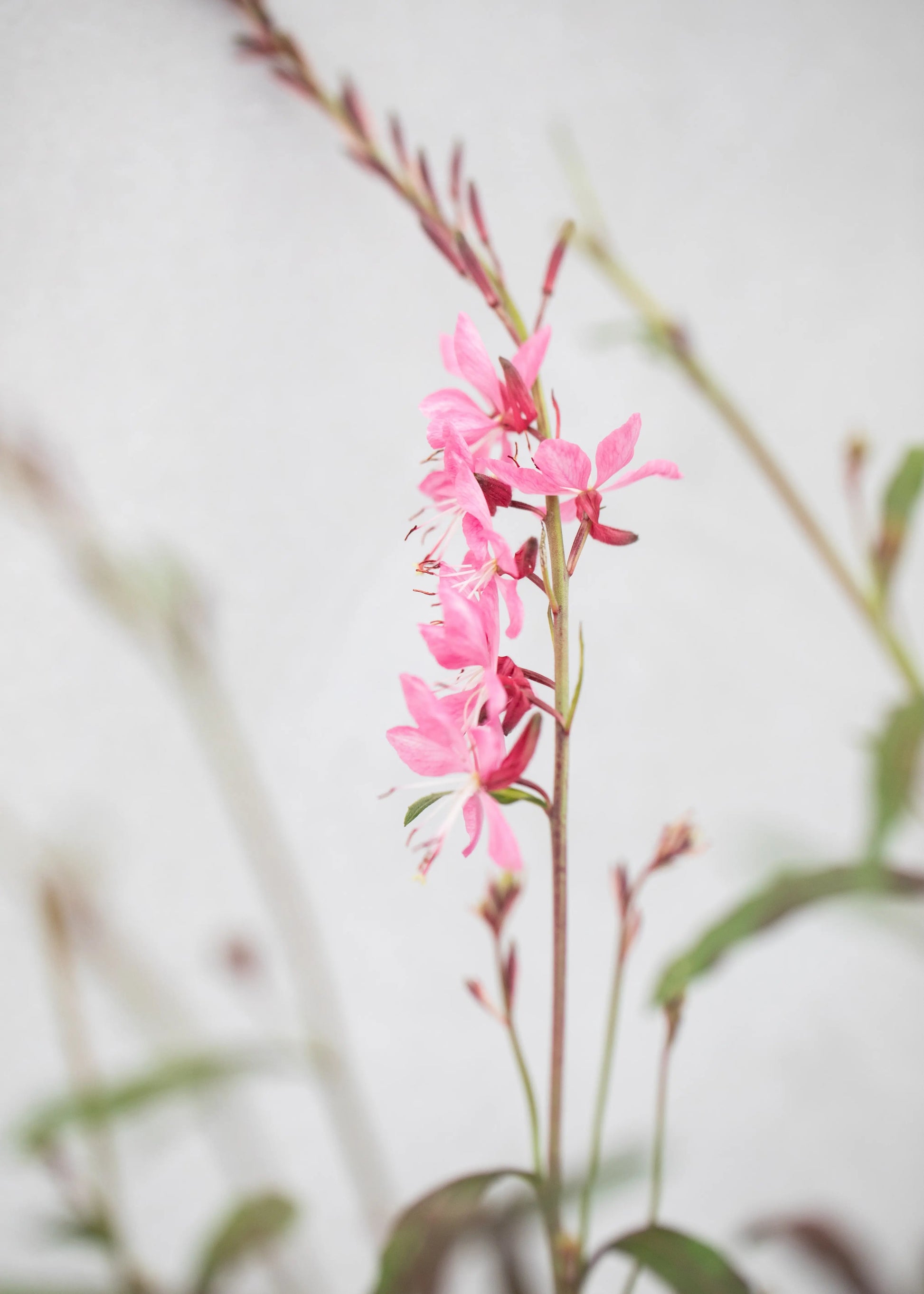 Gaura lindheimeri 'Geyser Pink'