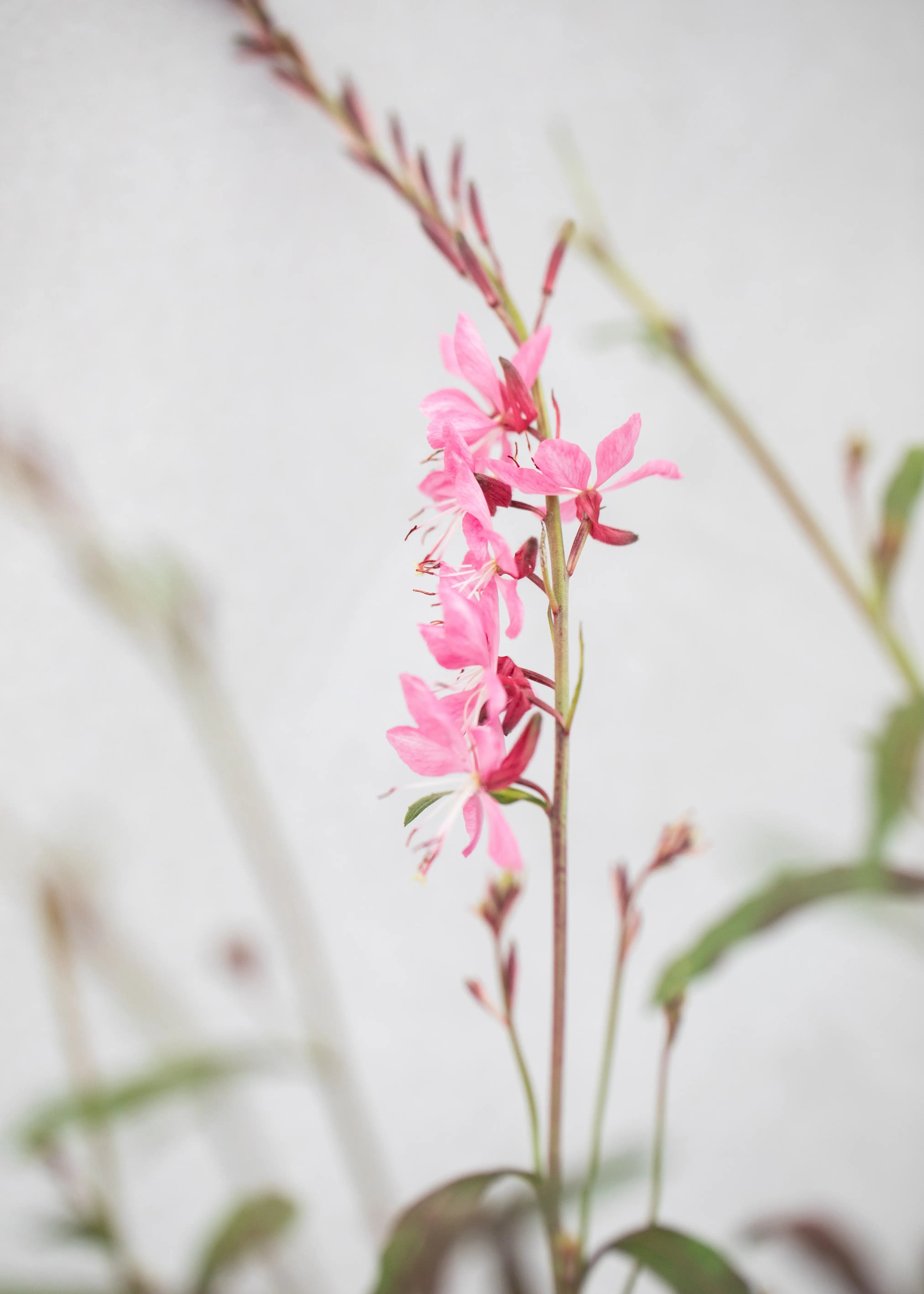 Gaura lindheimeri 'Geyser Pink'