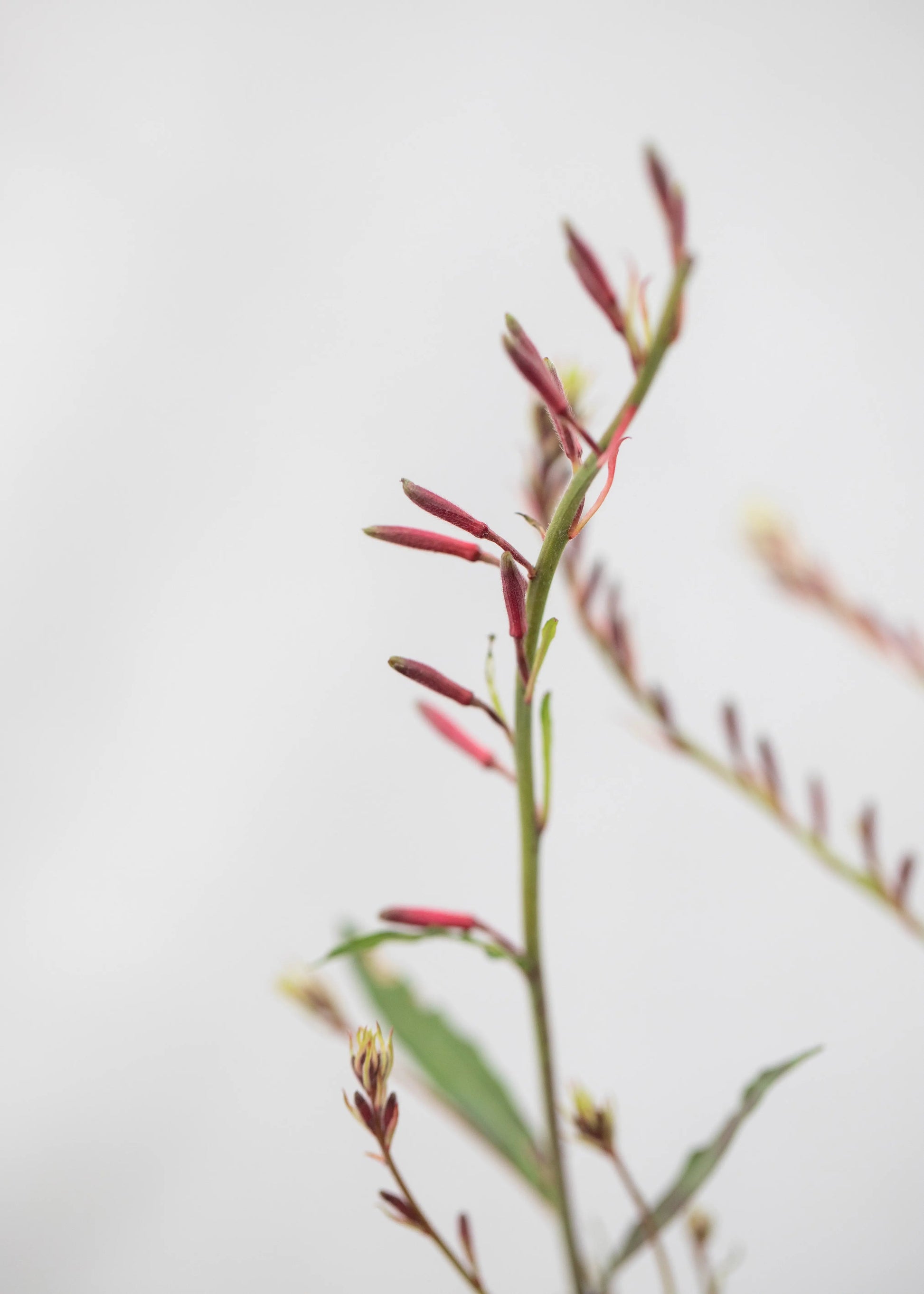 Gaura lindheimeri 'Geyser Pink'