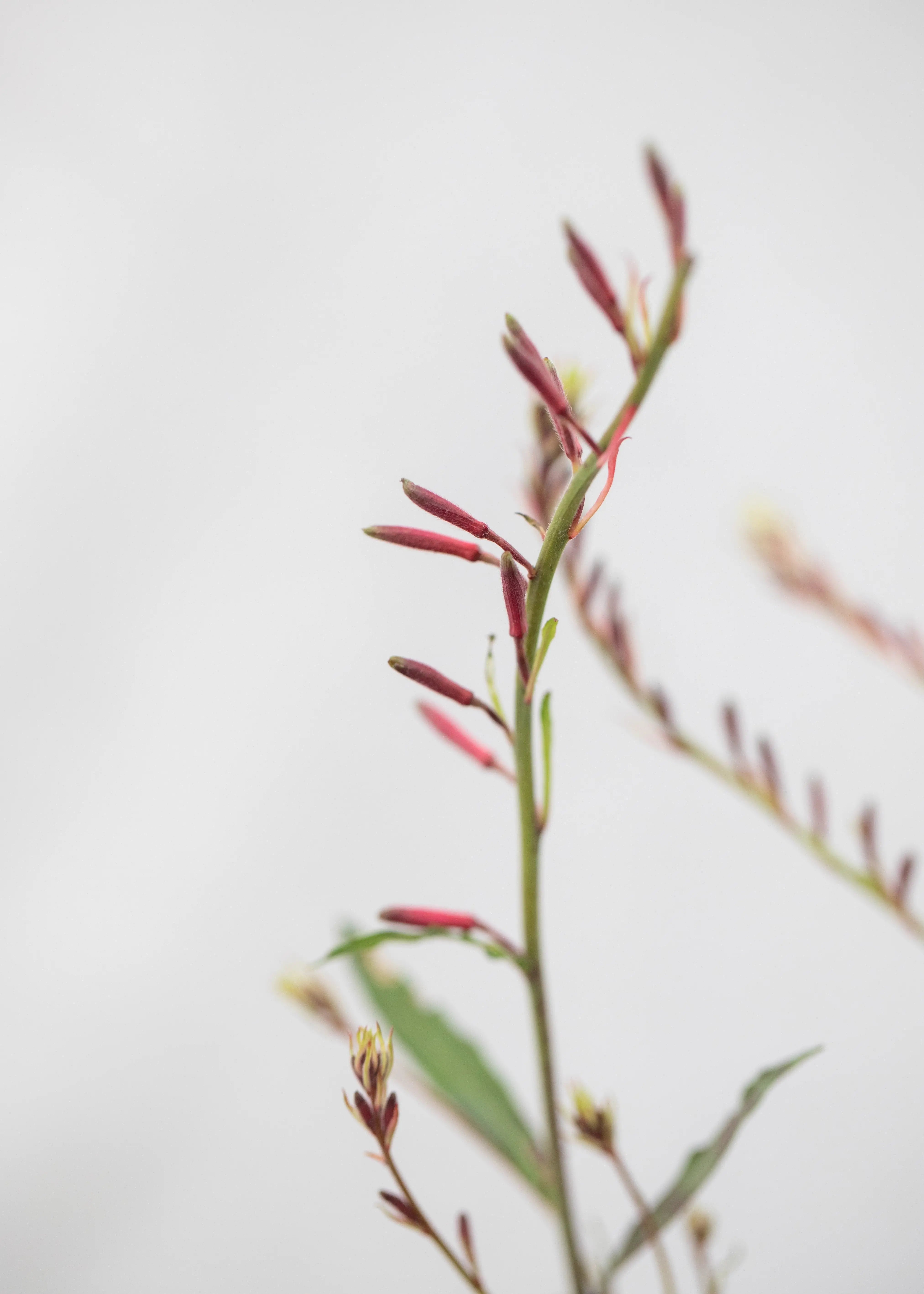 Gaura lindheimeri 'Geyser Pink'