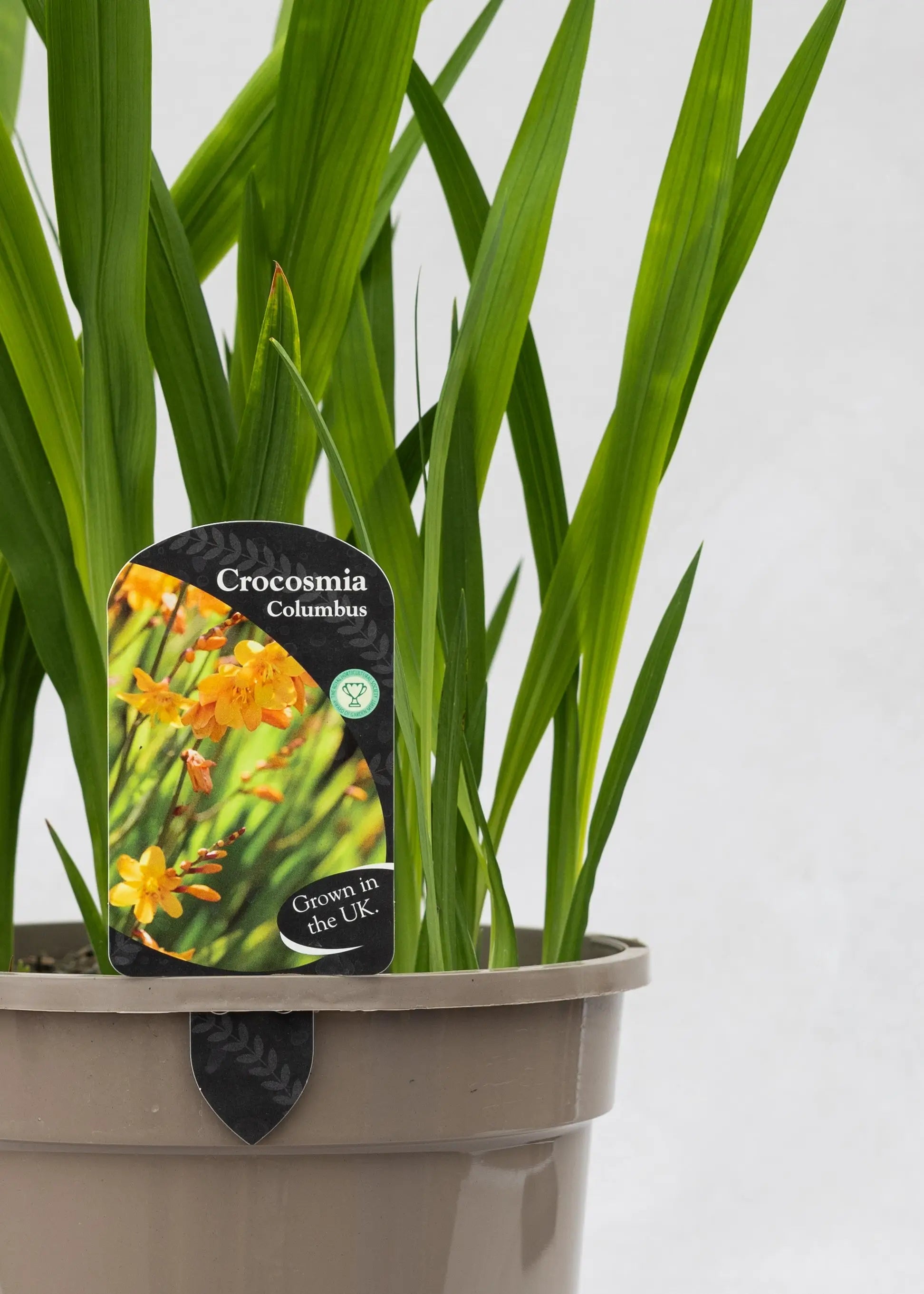 Crocosmia 'Columbus'