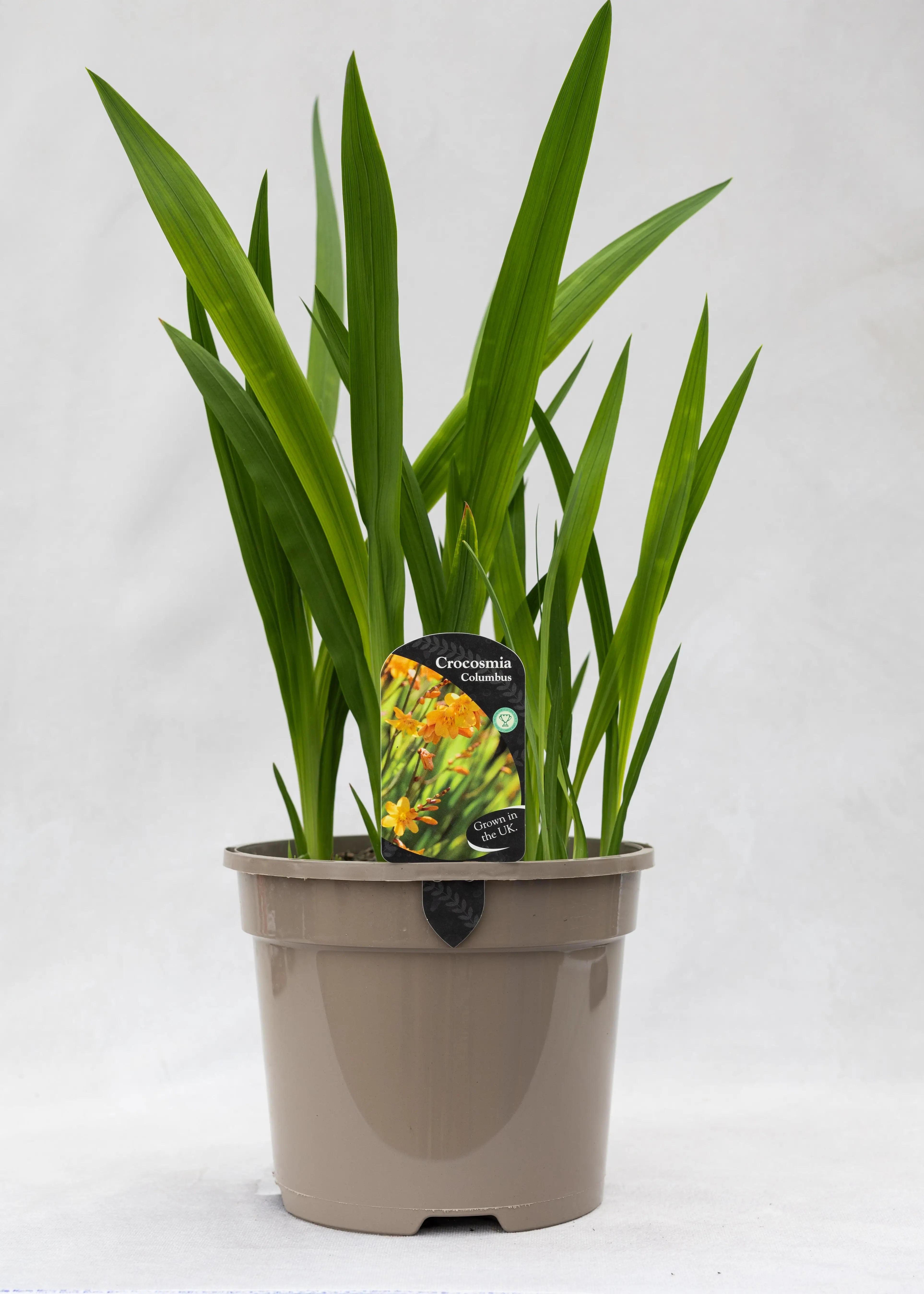 Crocosmia 'Columbus'