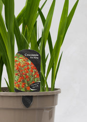 Crocosmia 'Fire King'