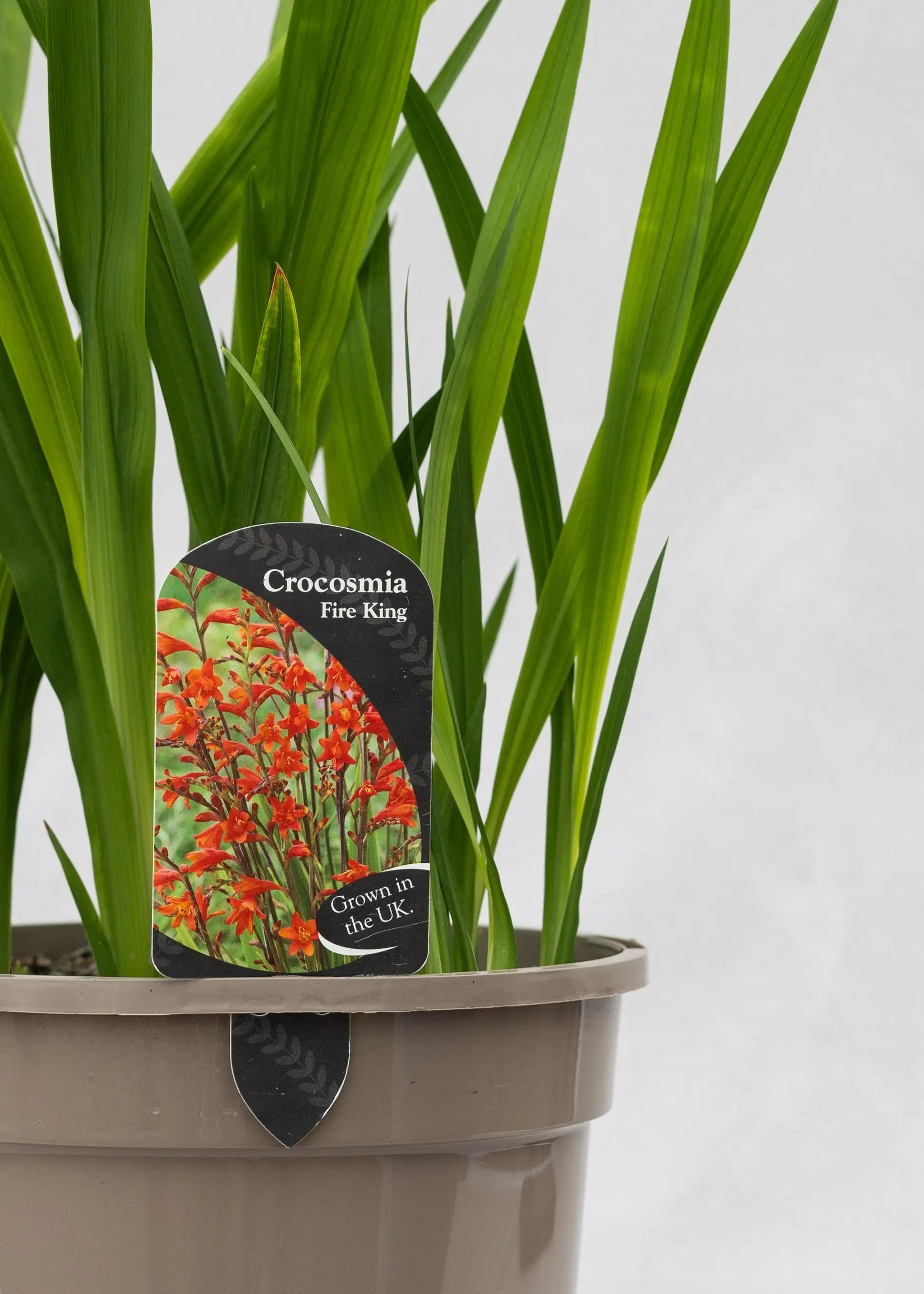 Crocosmia 'Fire King'
