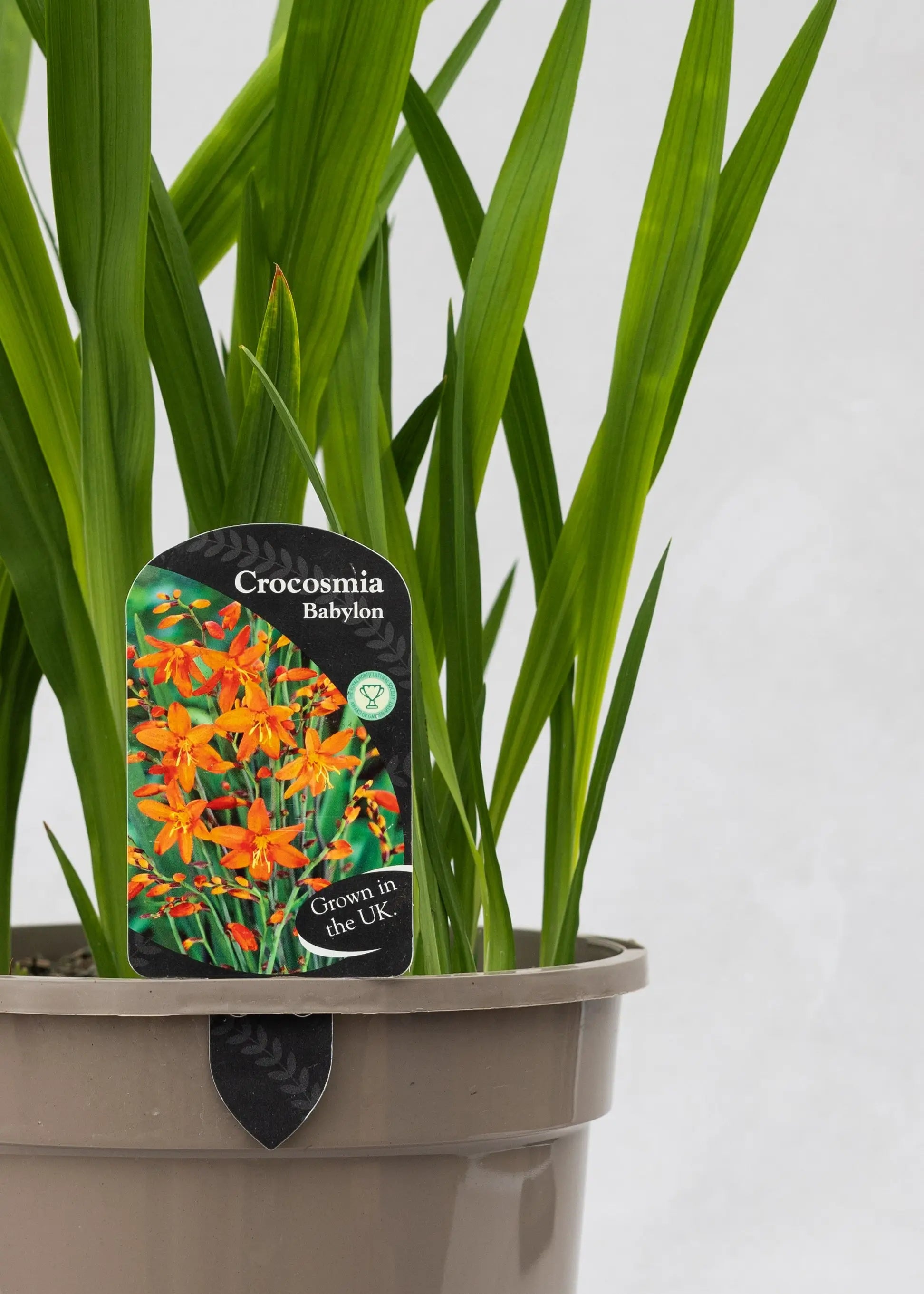 Crocosmia 'Babylon'