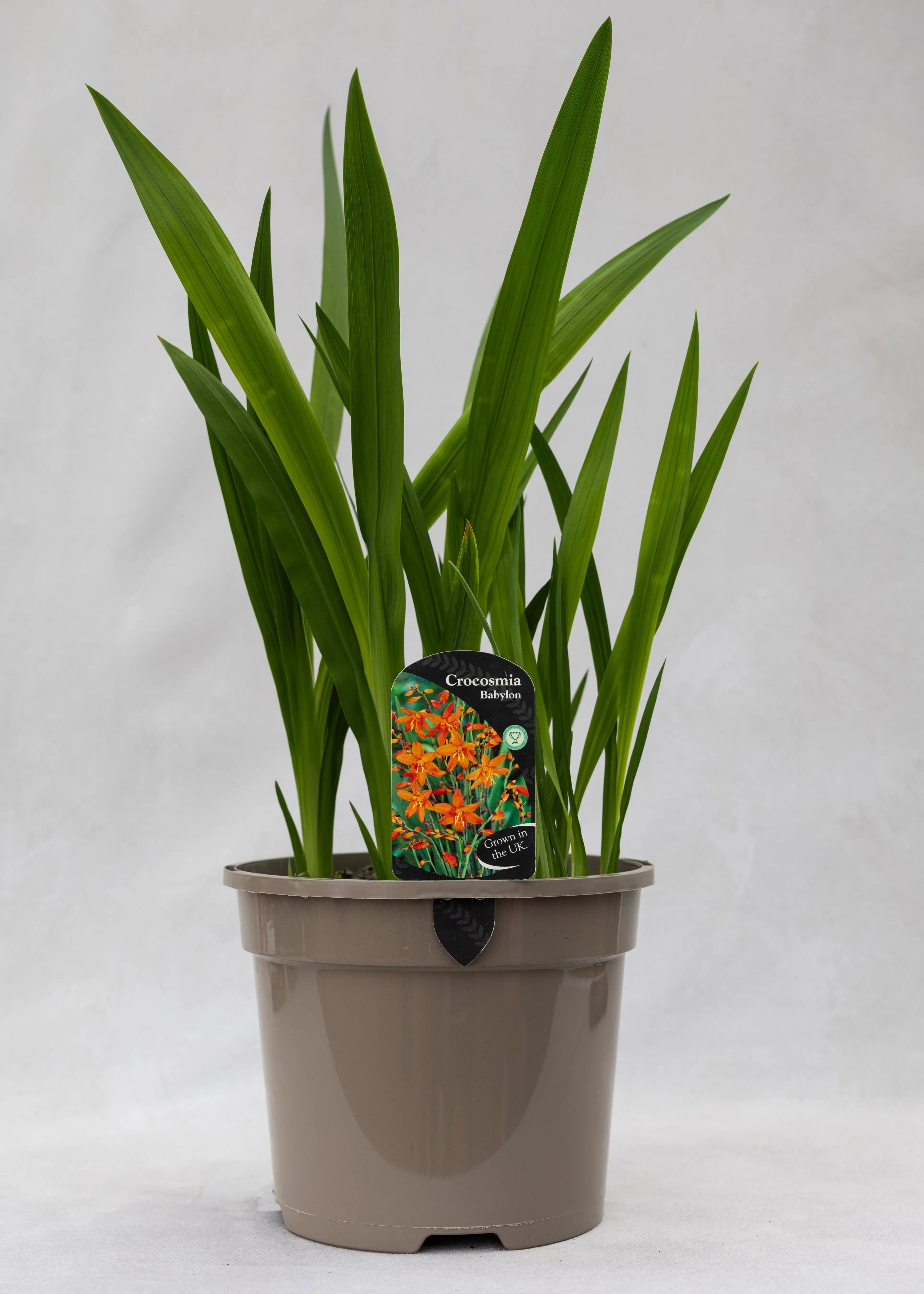 Crocosmia 'Babylon'