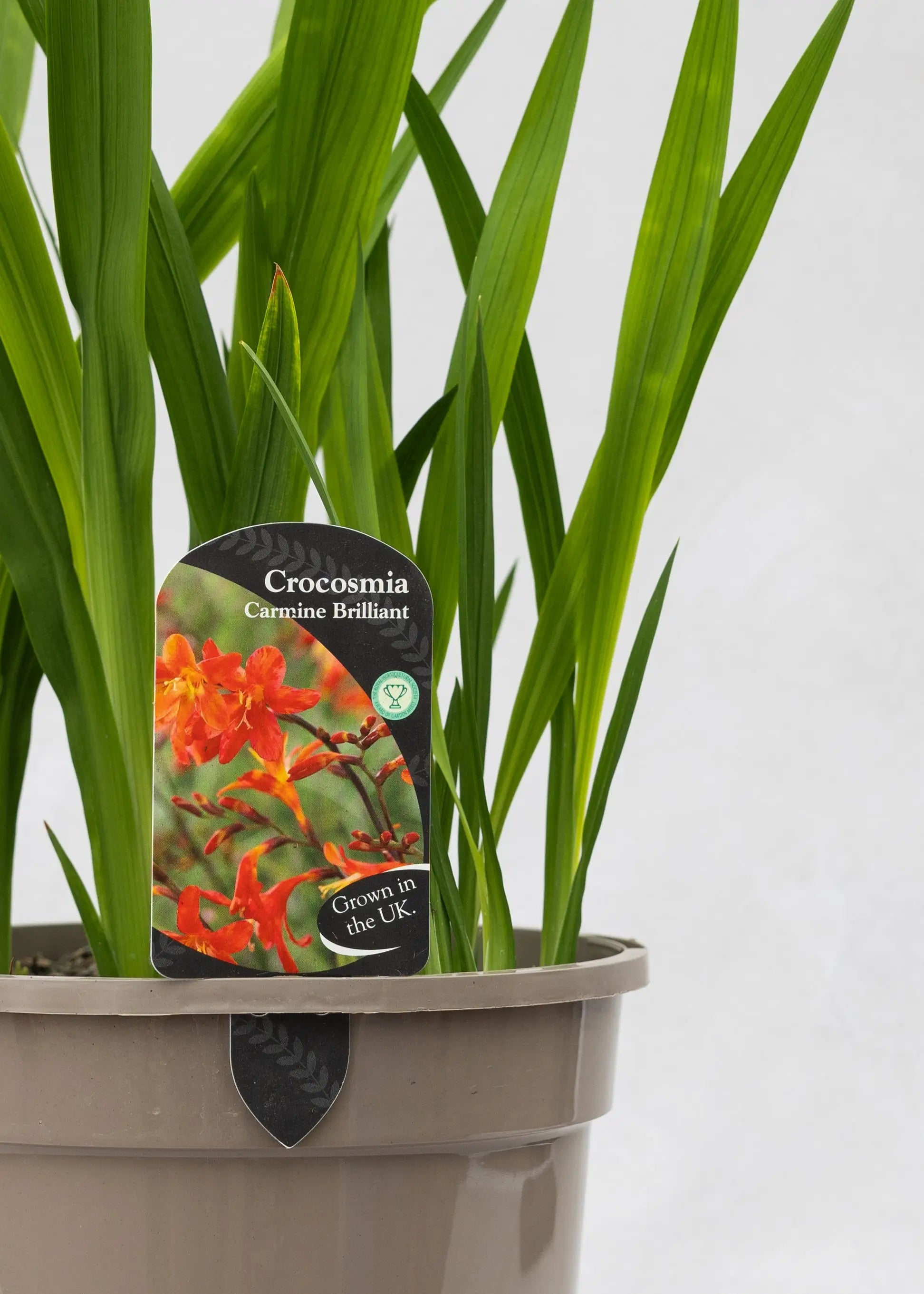 Crocosmia 'Carmina Brilliant'