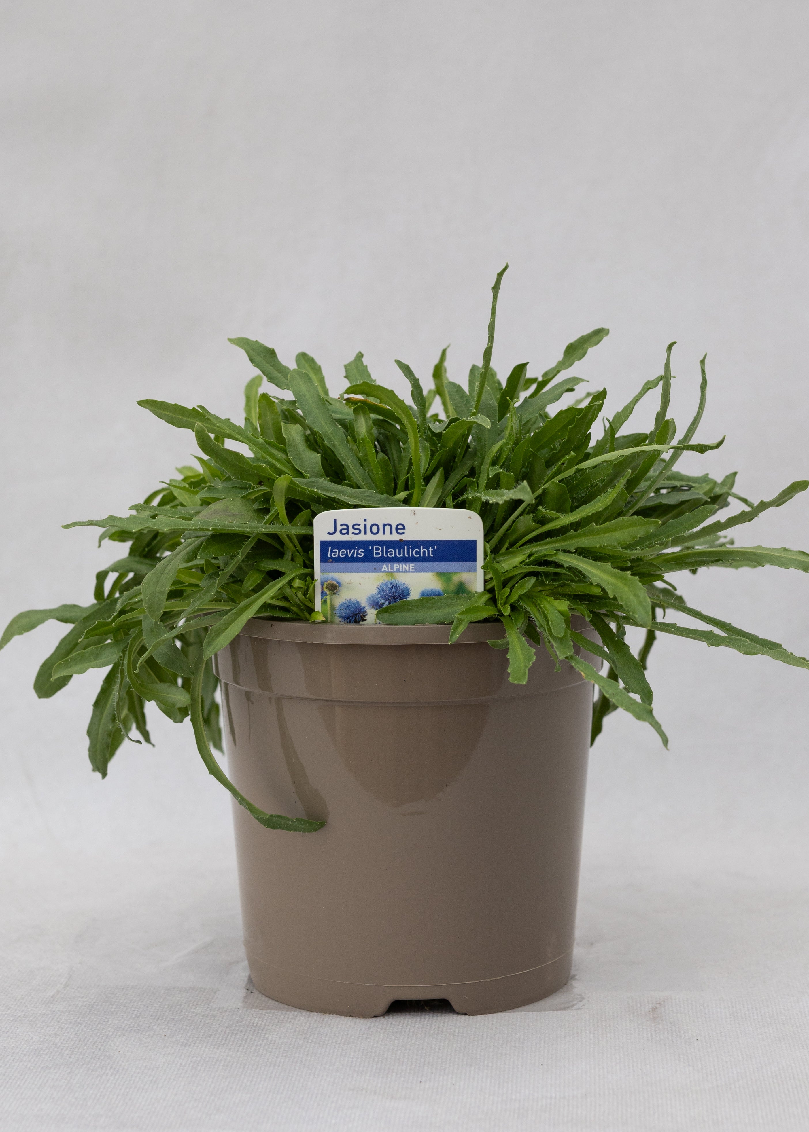 Jasione laevis 'Blue Light'