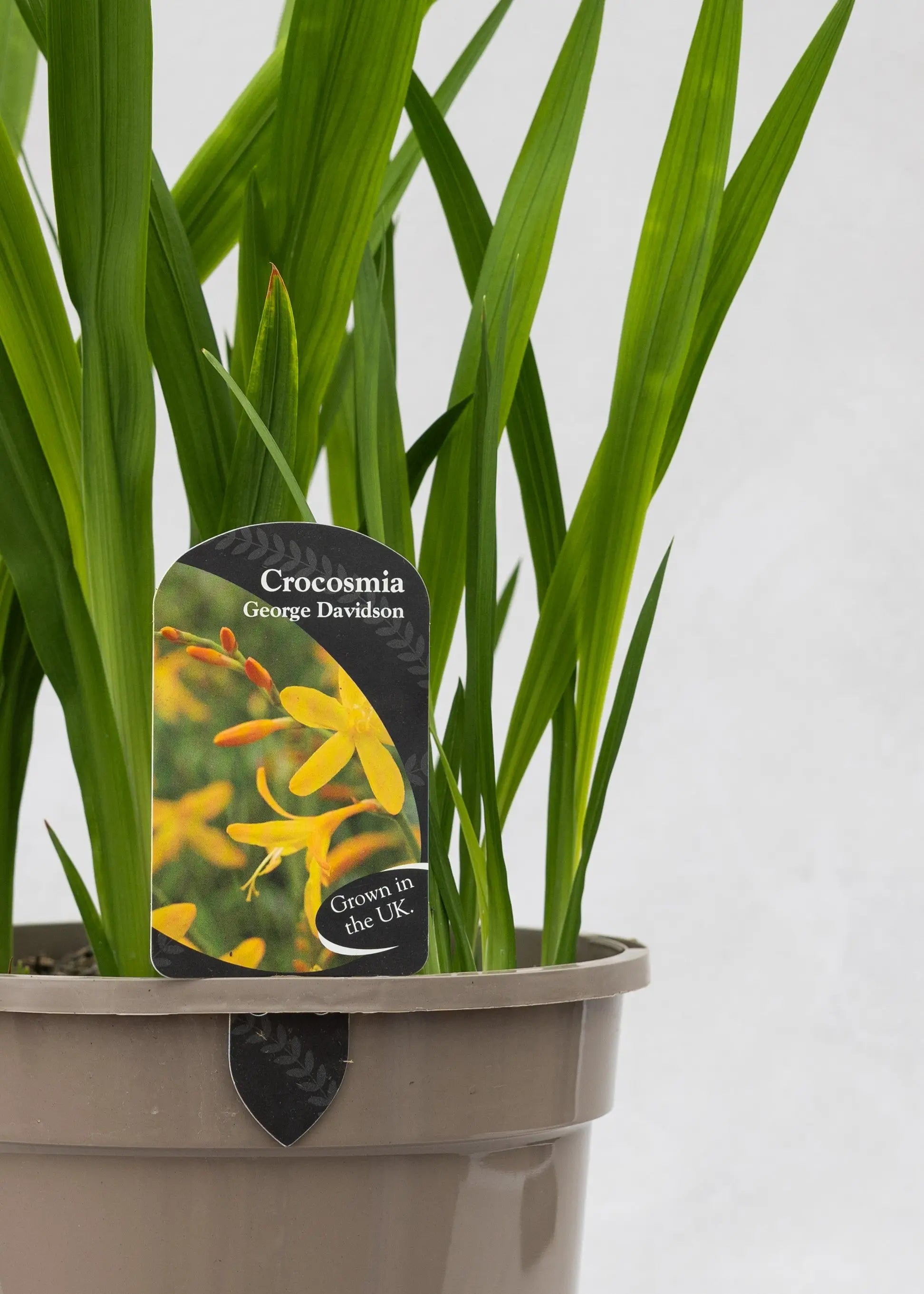 Crocosmia 'George Davidson'