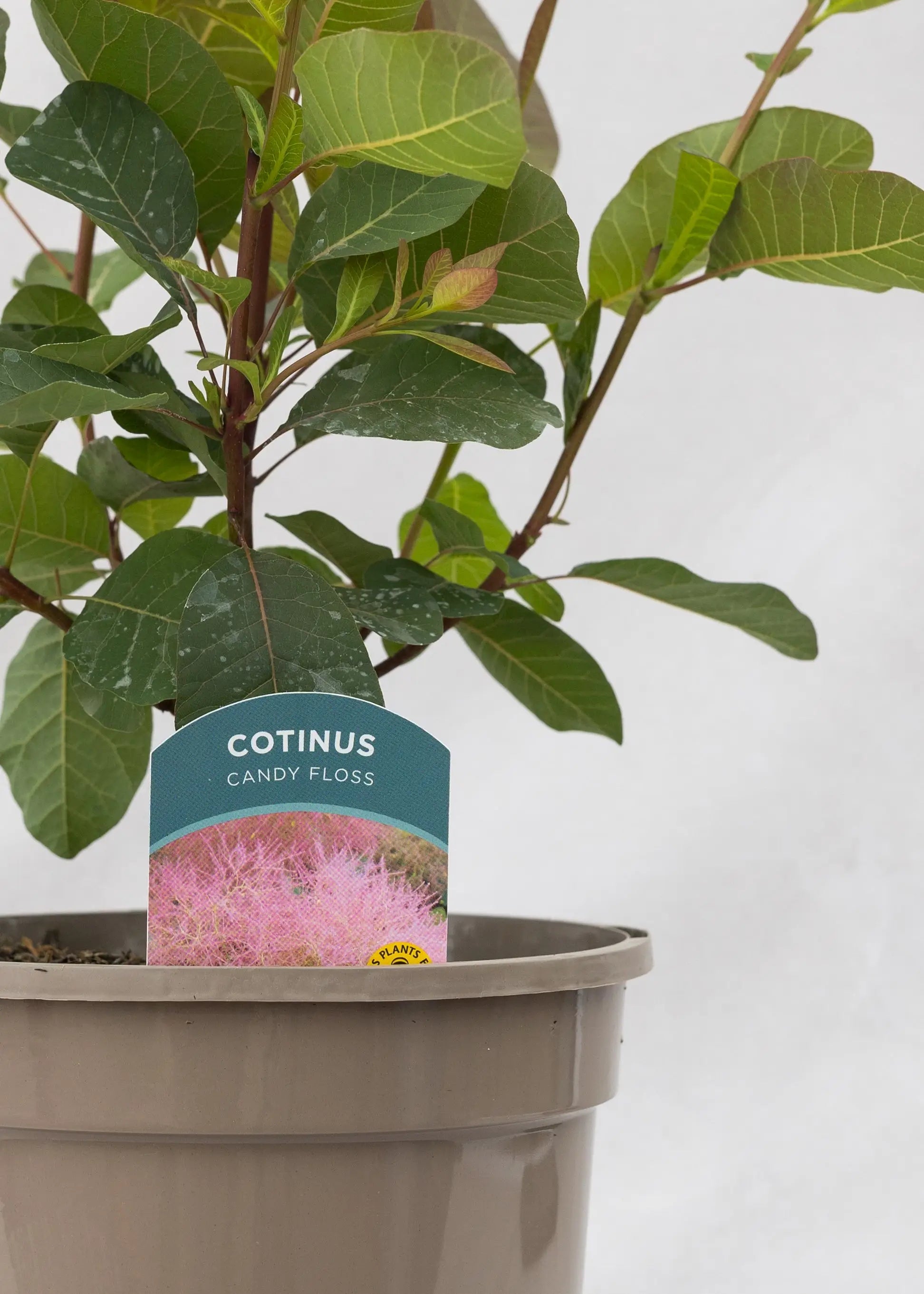 Cotinus 'Candy Floss'