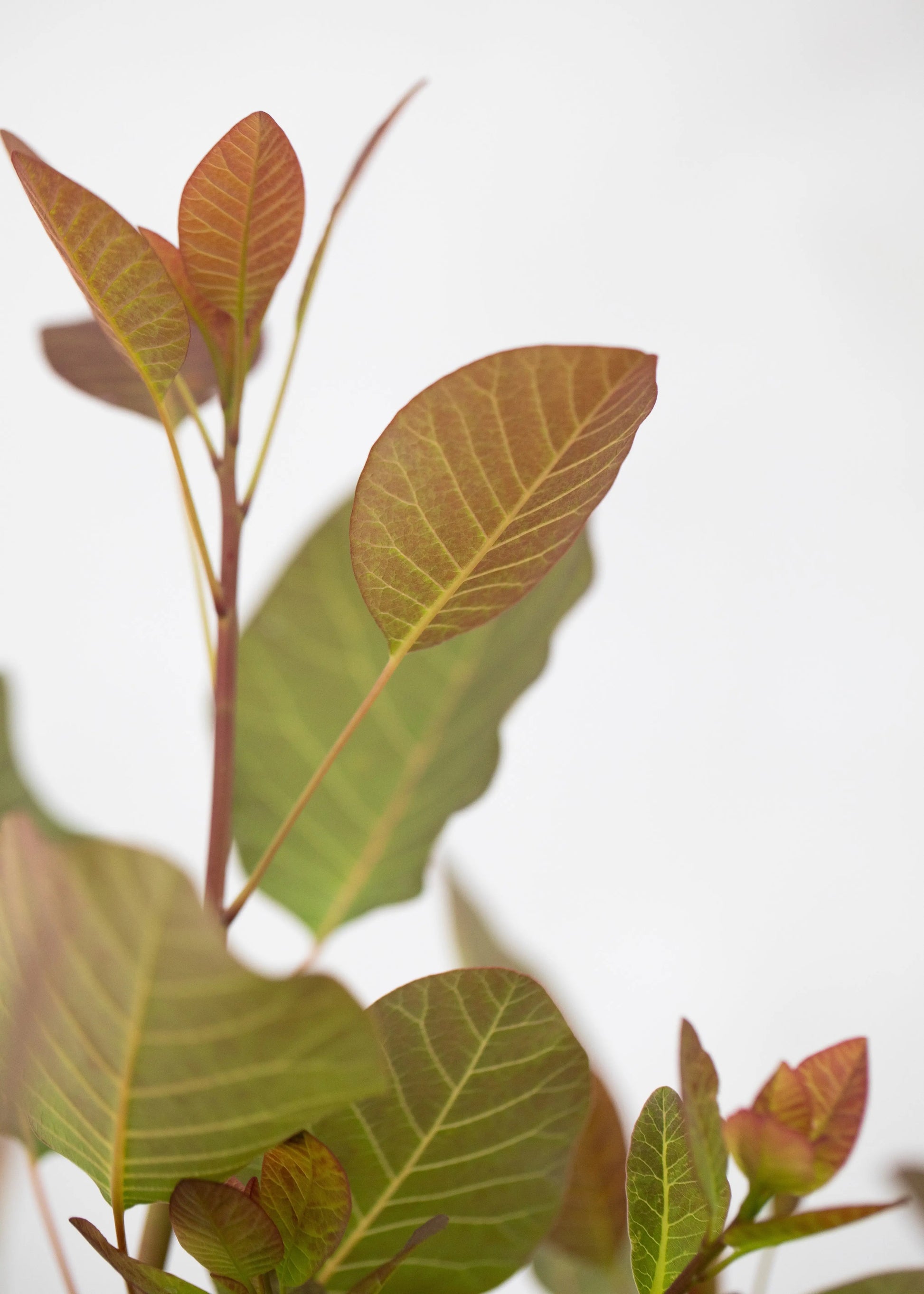 Cotinus 'Candy Floss'