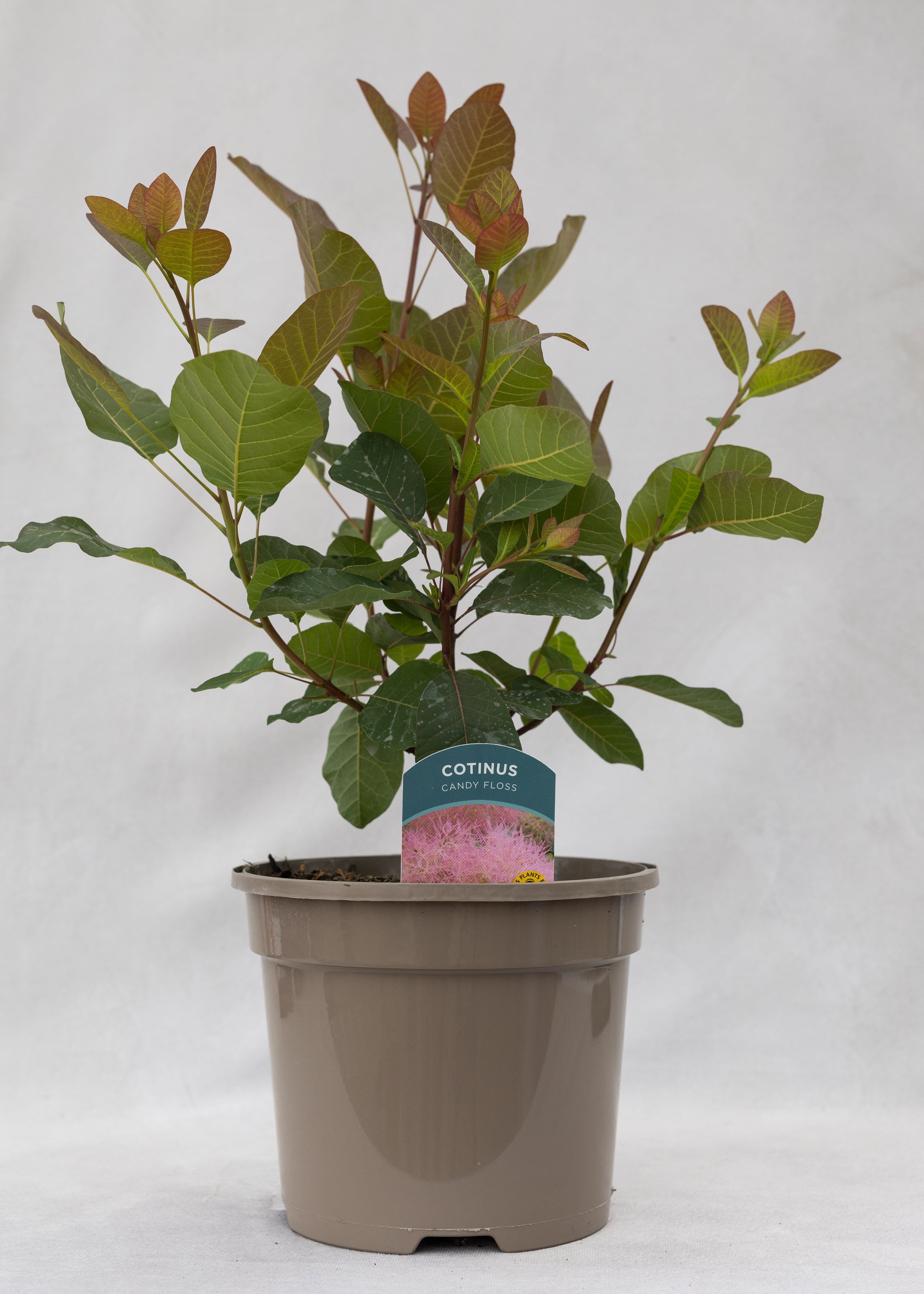 Cotinus 'Candy Floss'