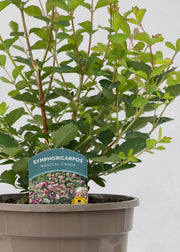 Symphoricarpos 'Magical Candy'