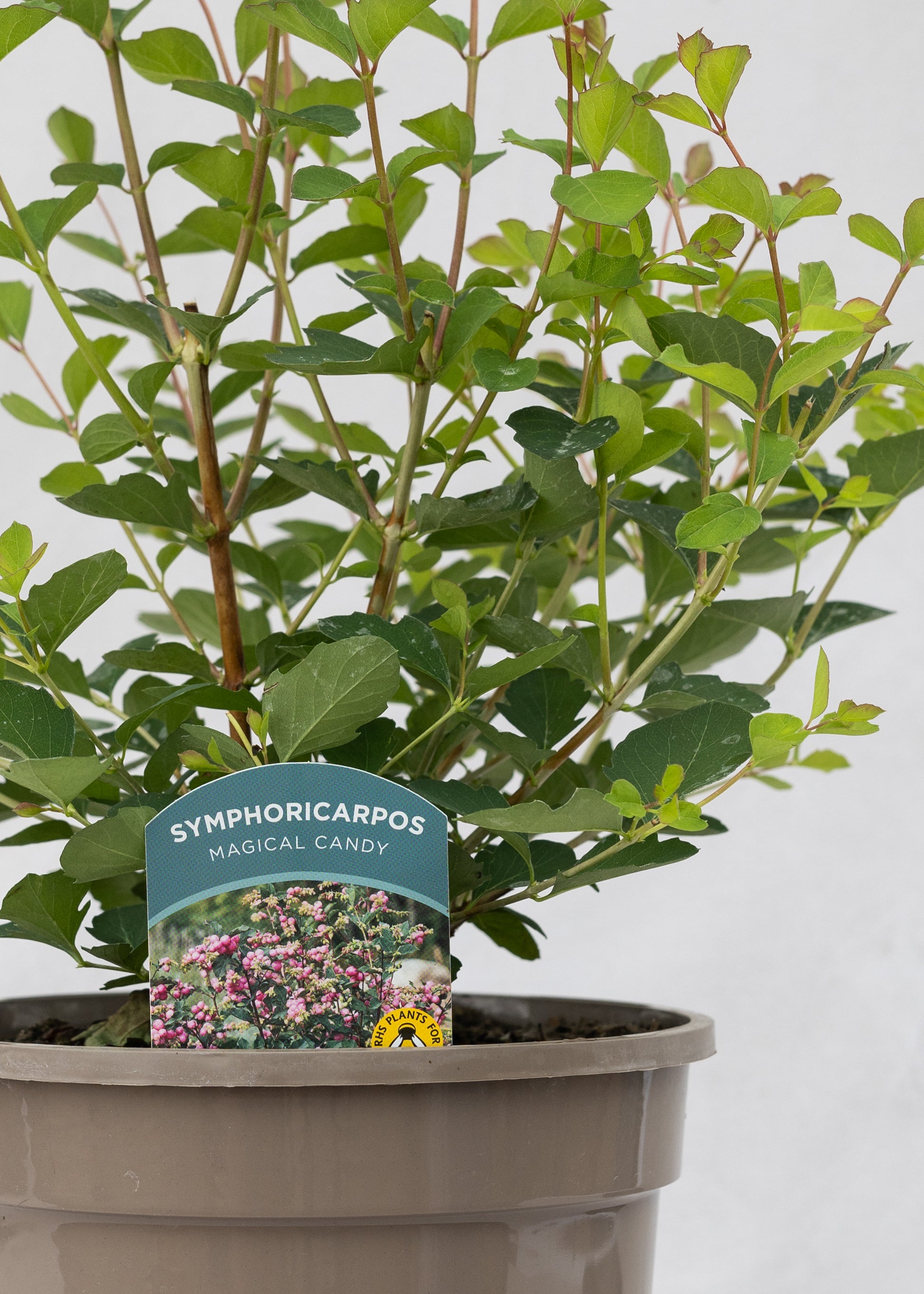 Symphoricarpos 'Magical Candy'