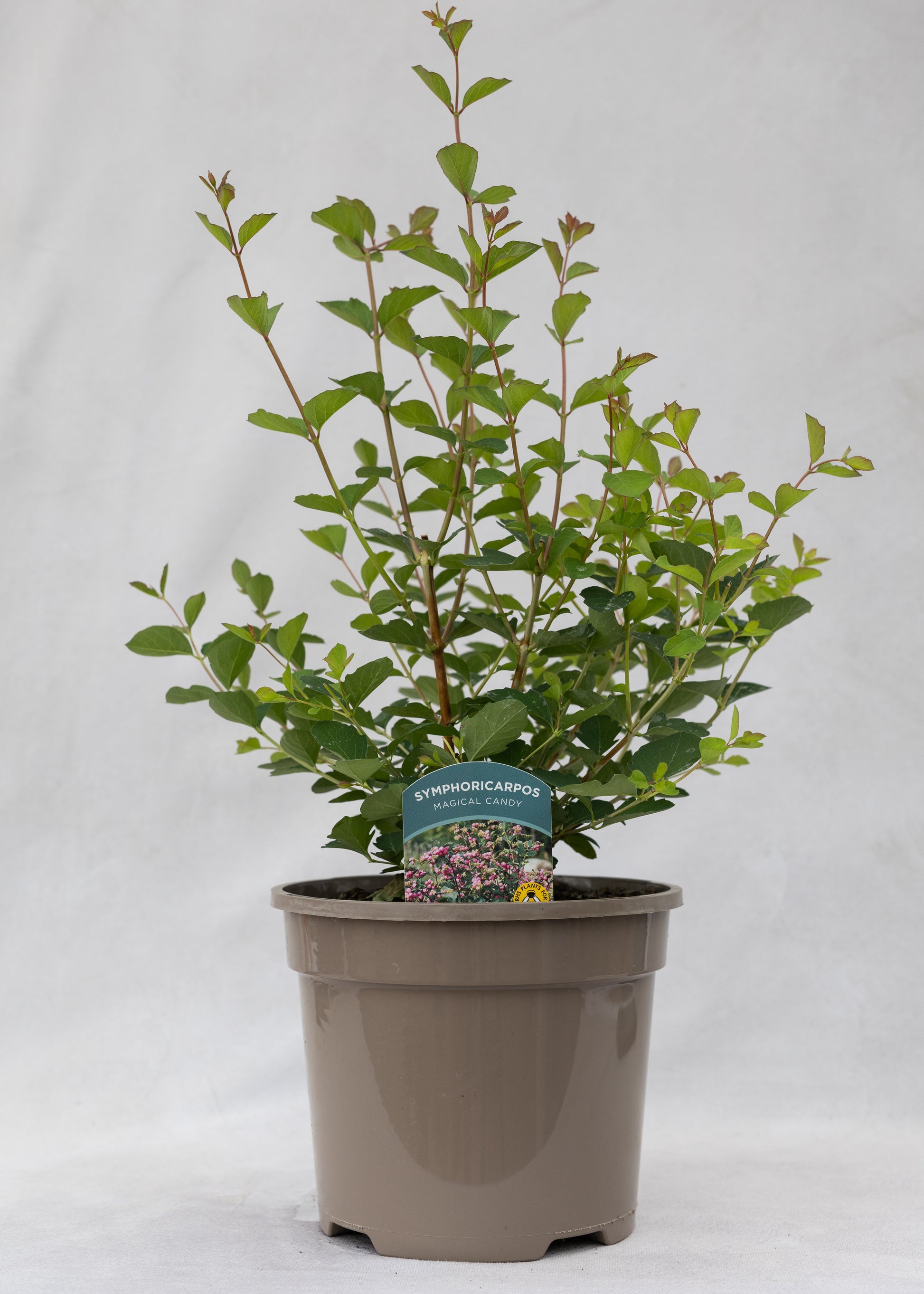 Symphoricarpos 'Magical Candy'