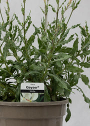 Gaura lindheimeri 'Geyser White'