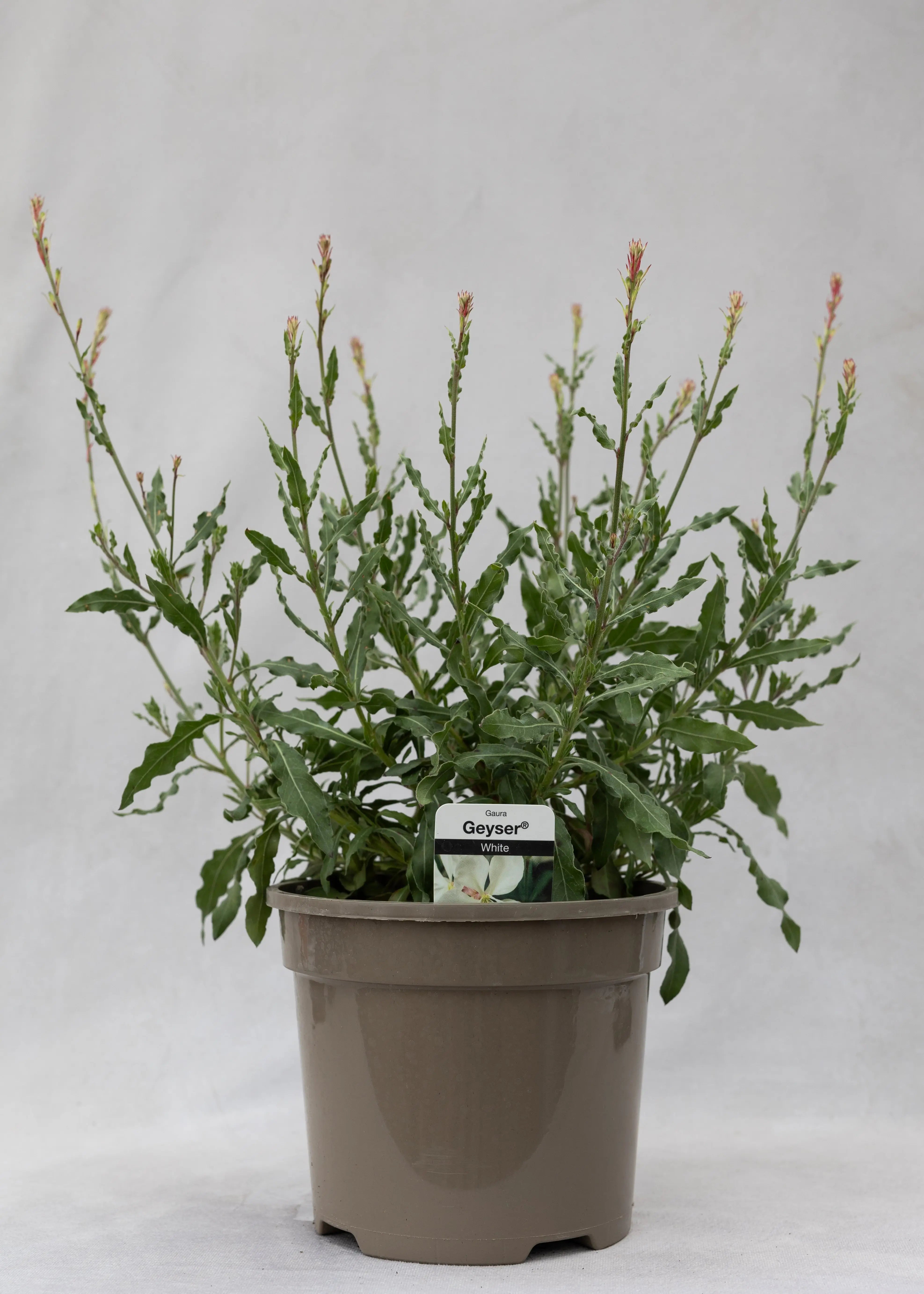 Gaura lindheimeri 'Geyser White'