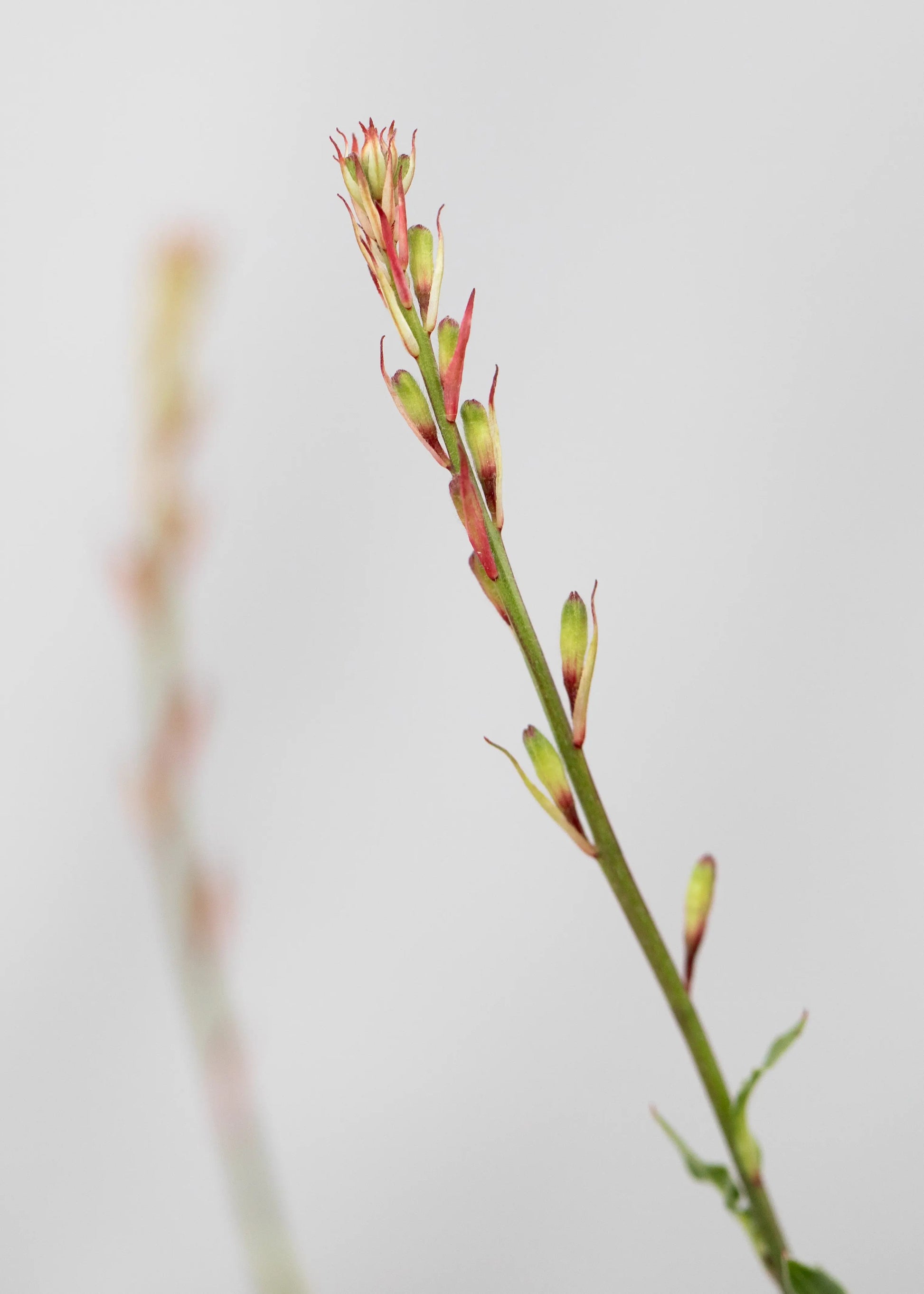 Gaura lindheimeri 'Geyser White'