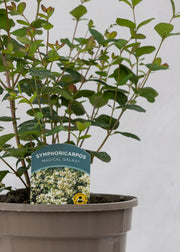 Symphoricarpos 'Magical Galaxy'