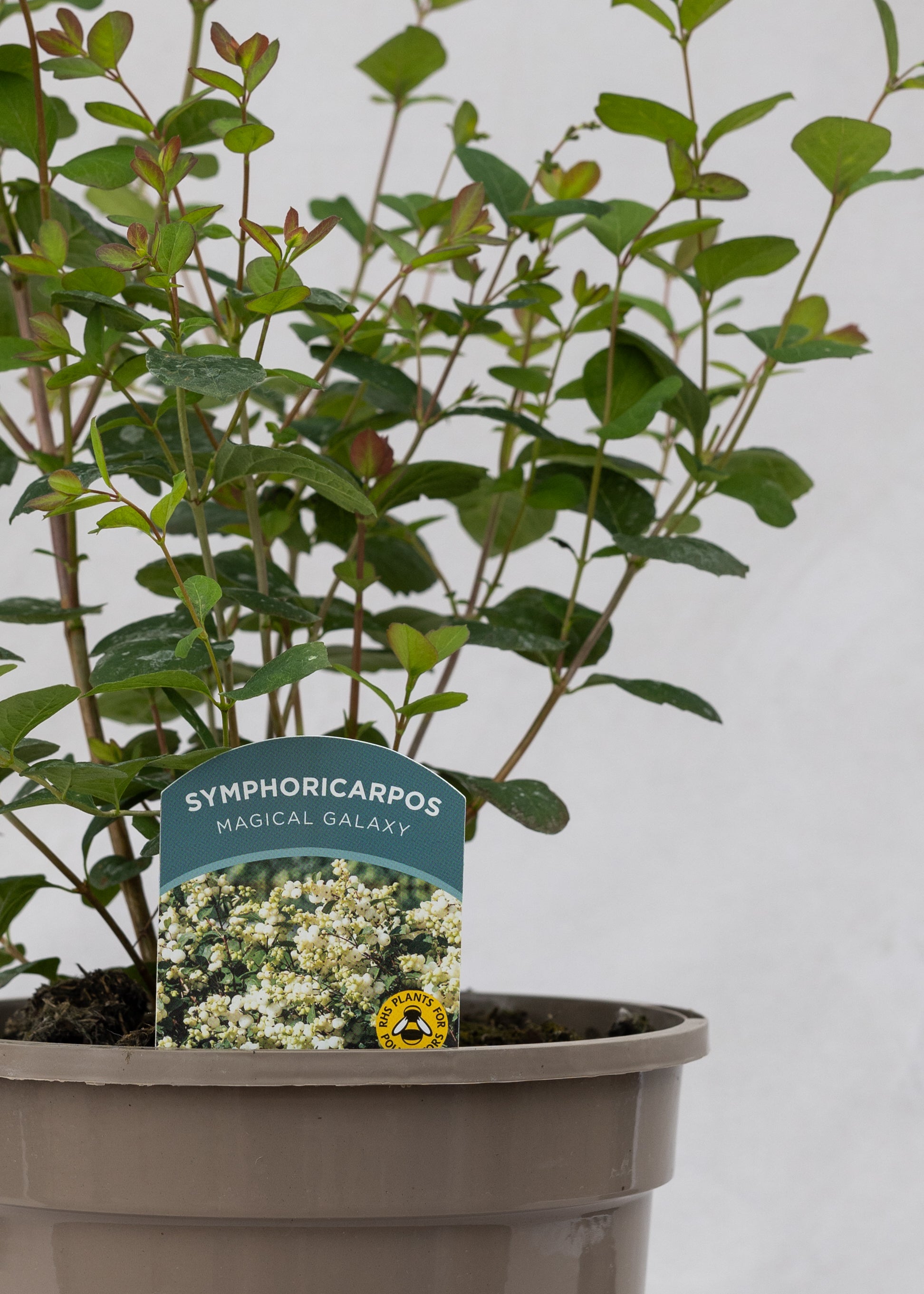 Symphoricarpos 'Magical Galaxy'