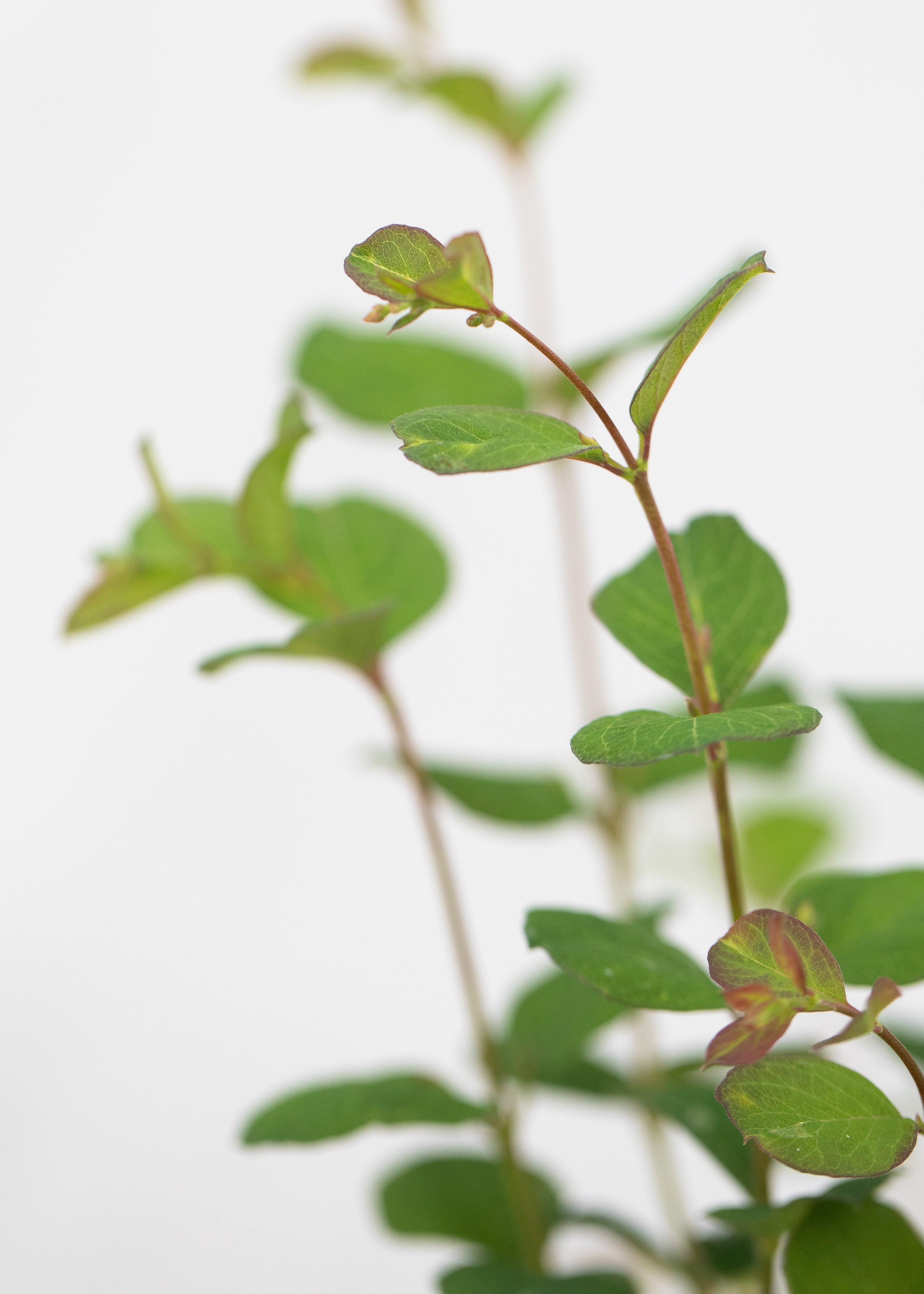 Symphoricarpos 'Magical Galaxy'