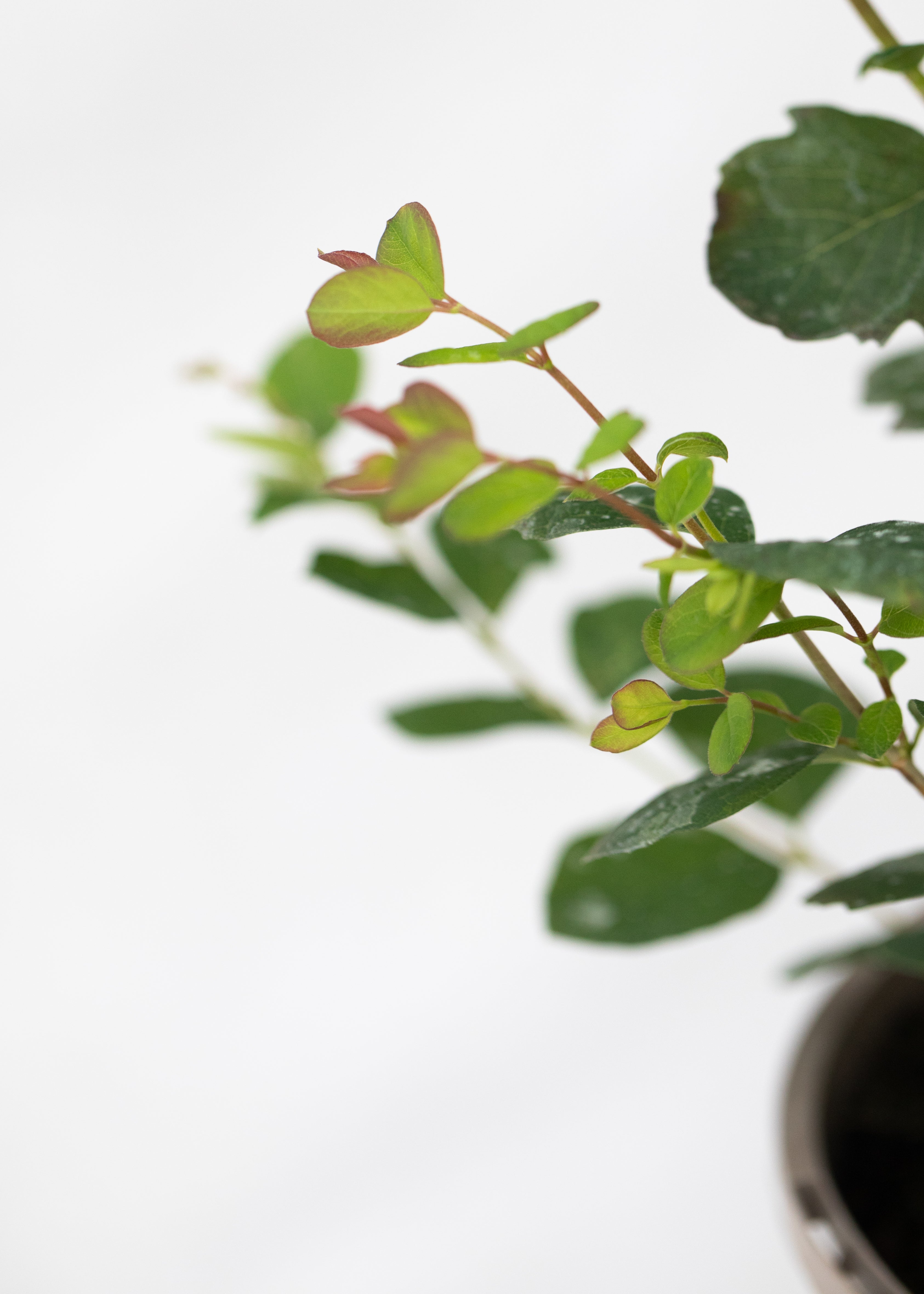 Symphoricarpos 'Magical Galaxy'