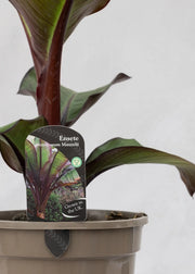 Ensete ventricosum 'Maurelli'
