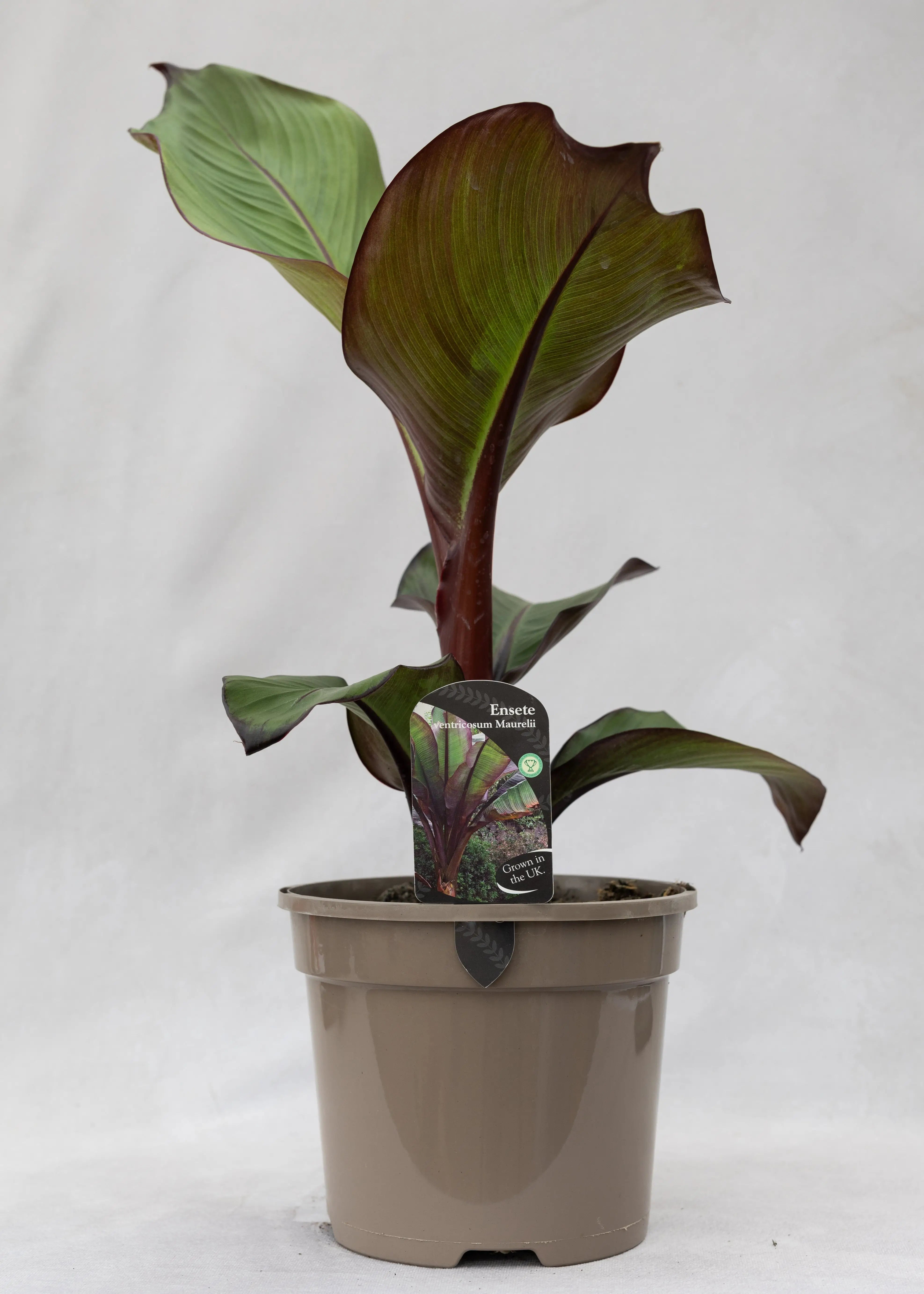 Ensete ventricosum 'Maurelli'