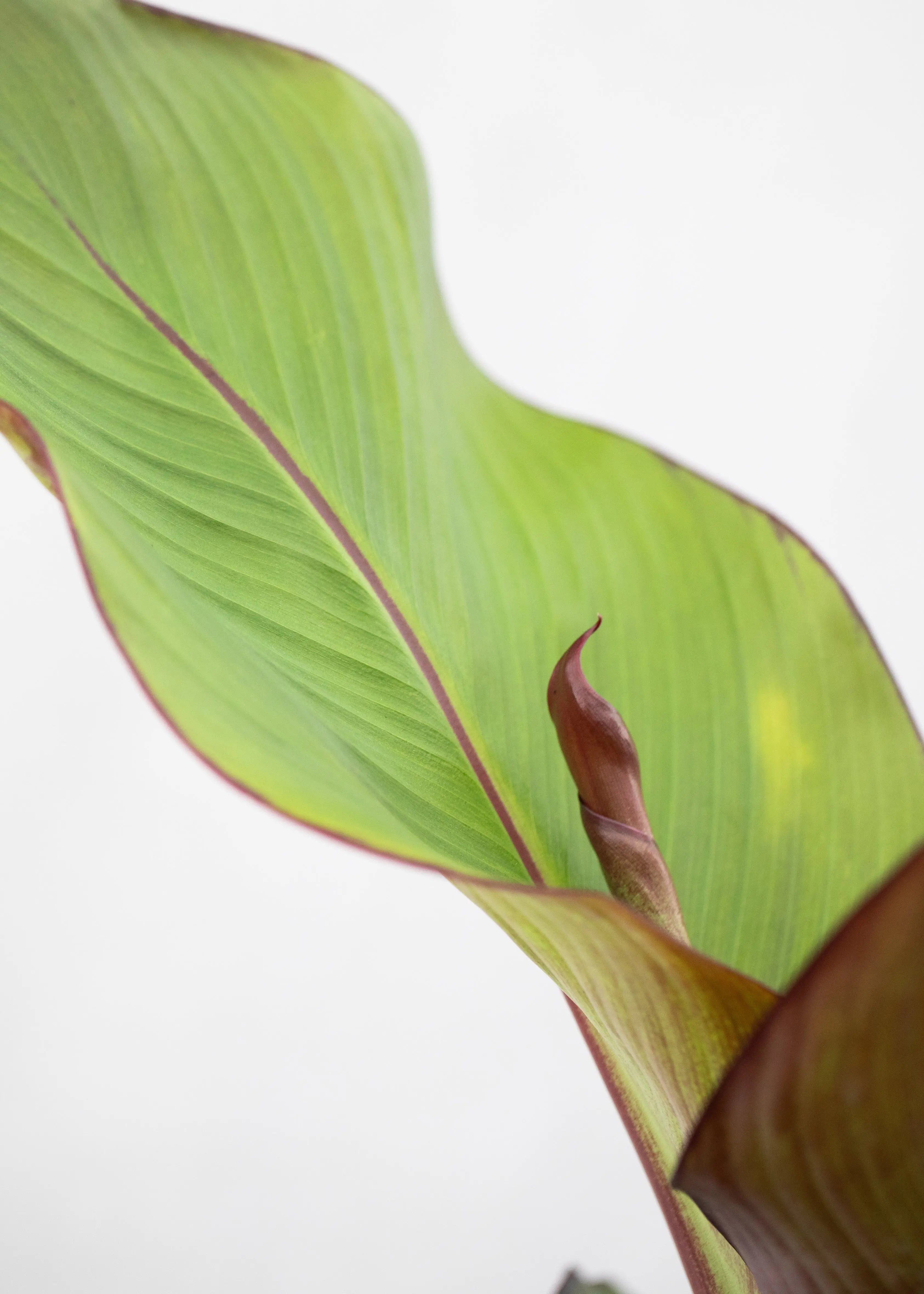 Ensete ventricosum 'Maurelli'