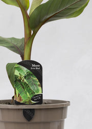 Musa 'Ever Red'