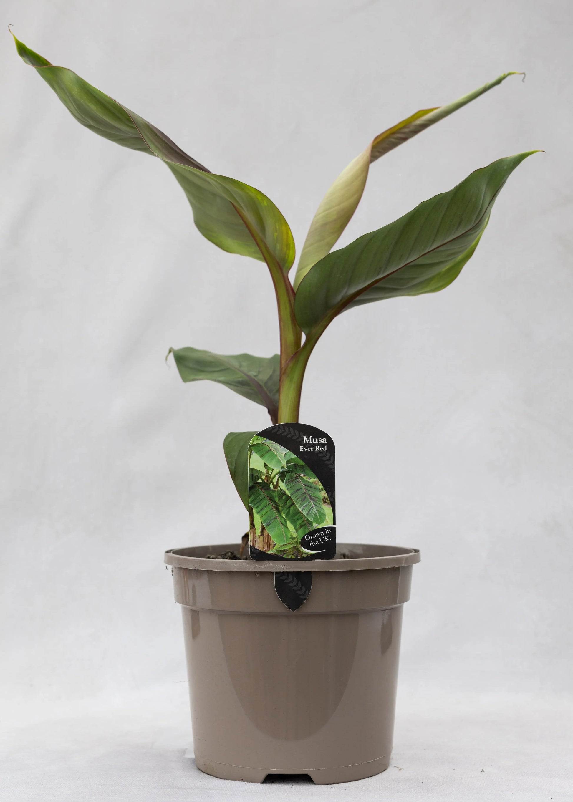 Musa 'Ever Red'