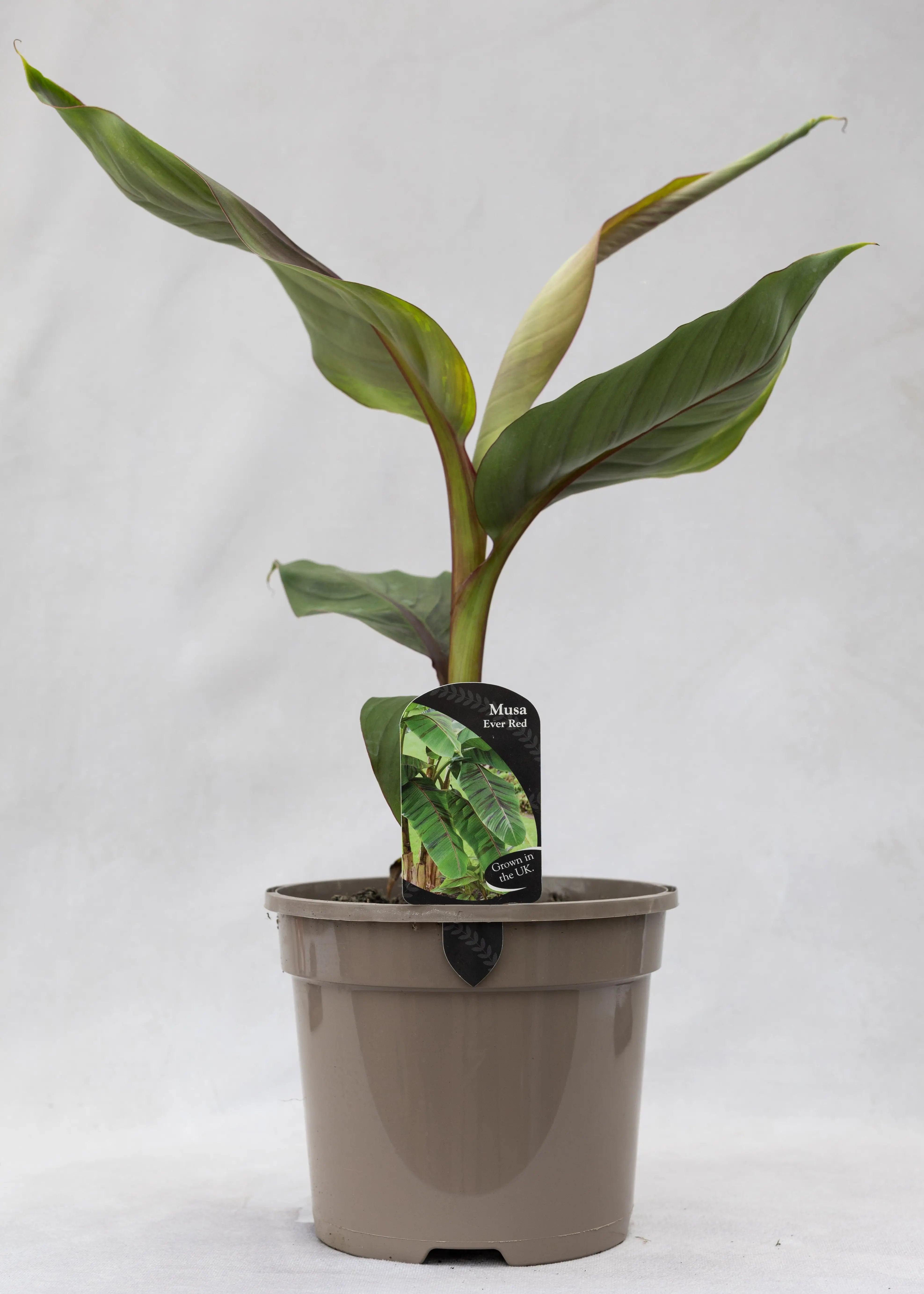 Musa 'Ever Red'