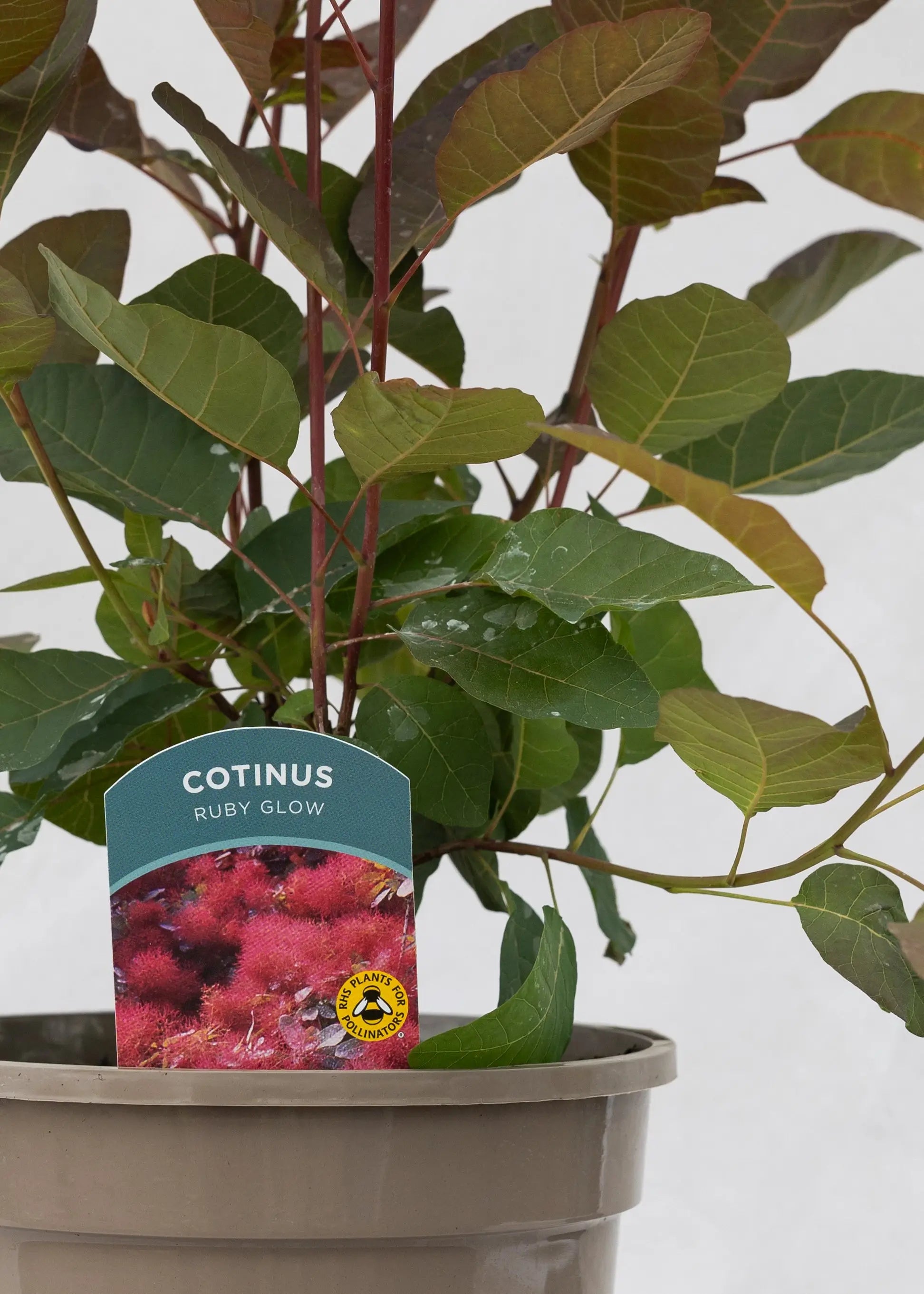Cotinus 'Ruby Glow'