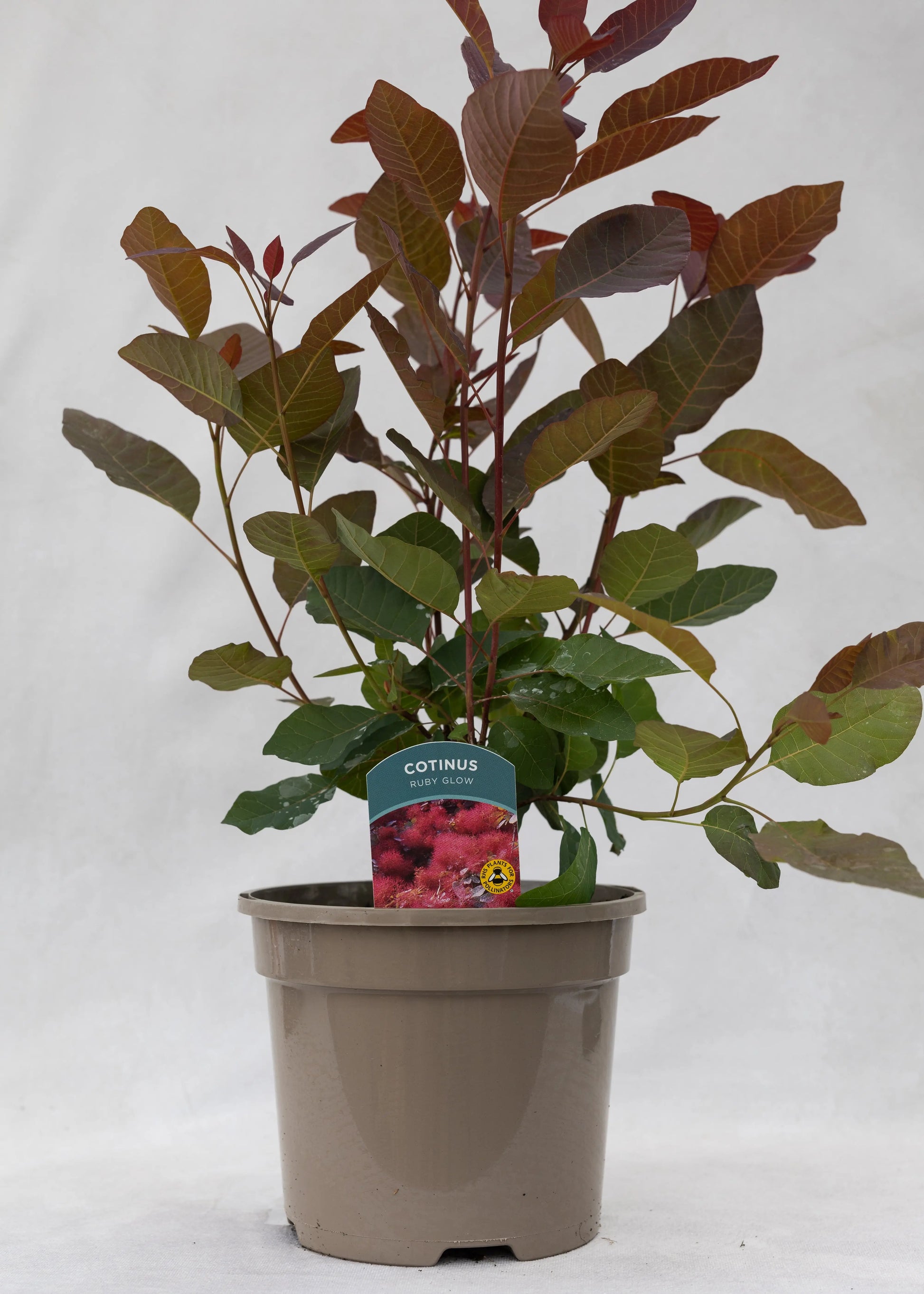 Cotinus 'Ruby Glow'