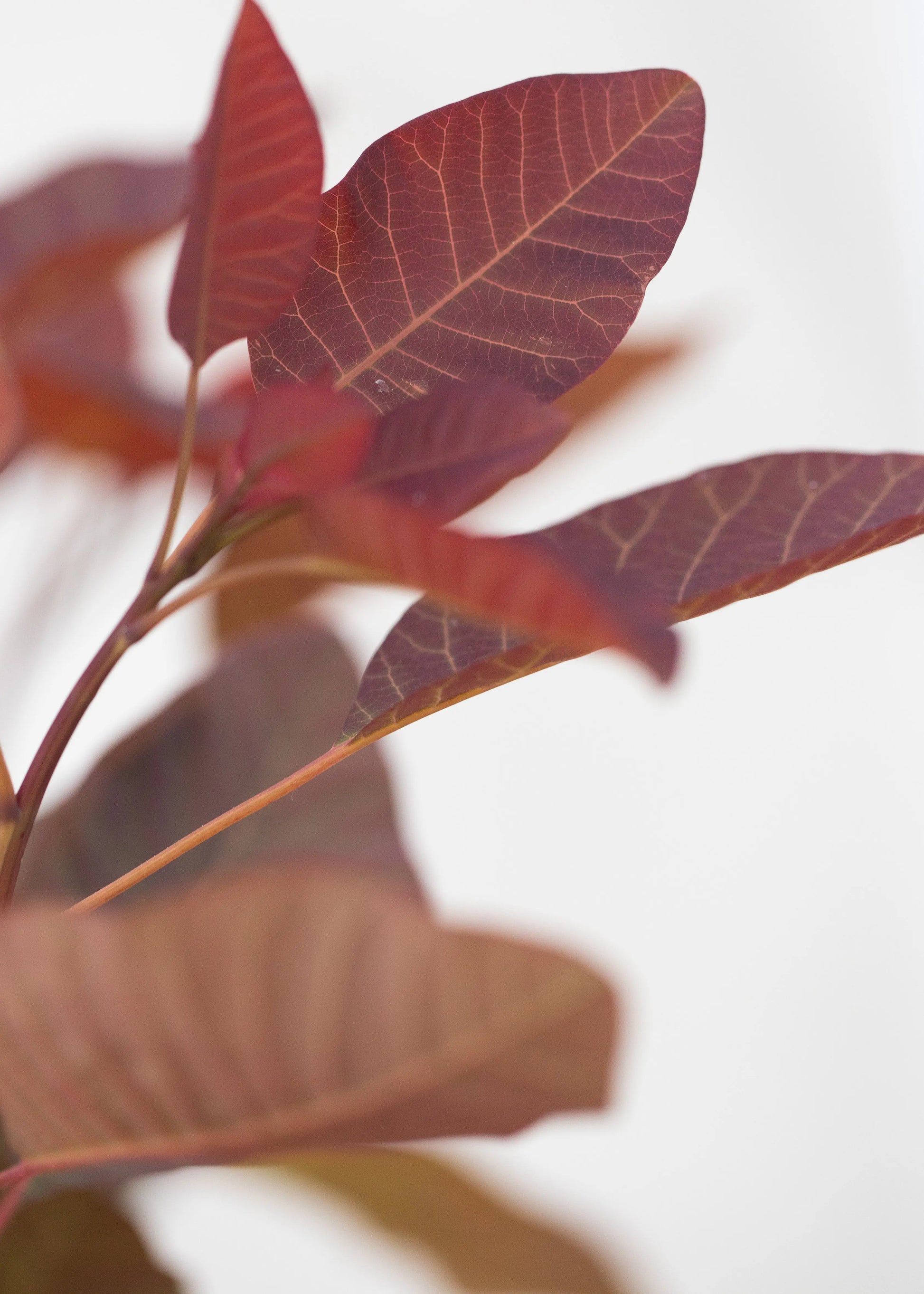 Cotinus 'Ruby Glow'