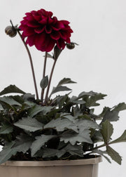 Dahlia 'Meena Aruna'