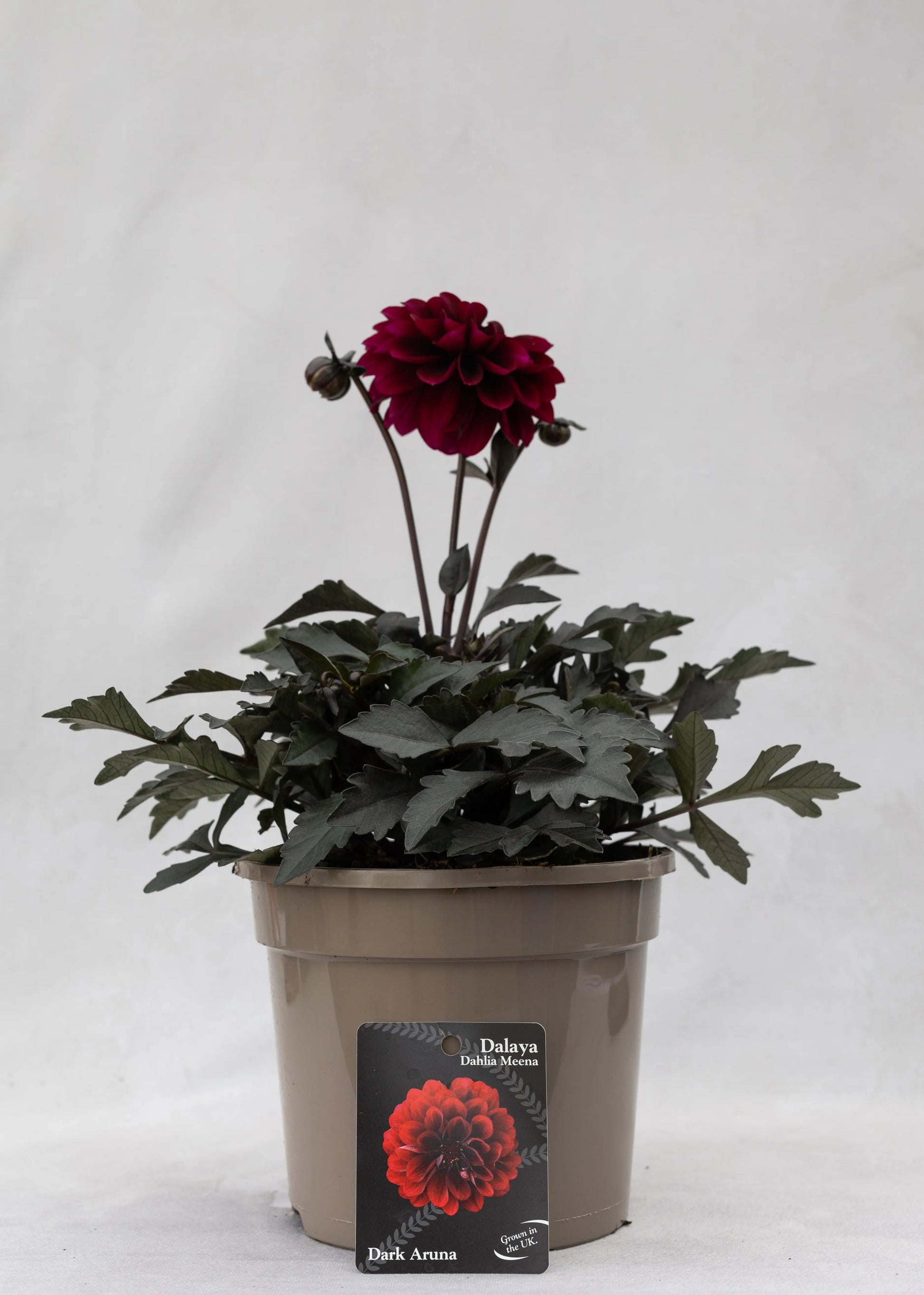 Dahlia 'Meena Aruna'